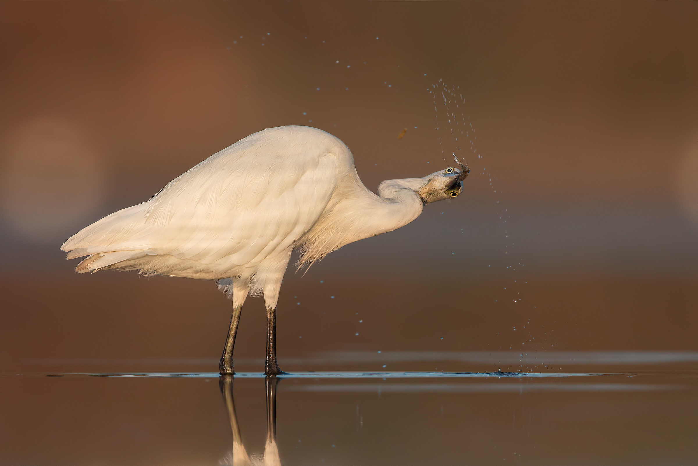Egret
