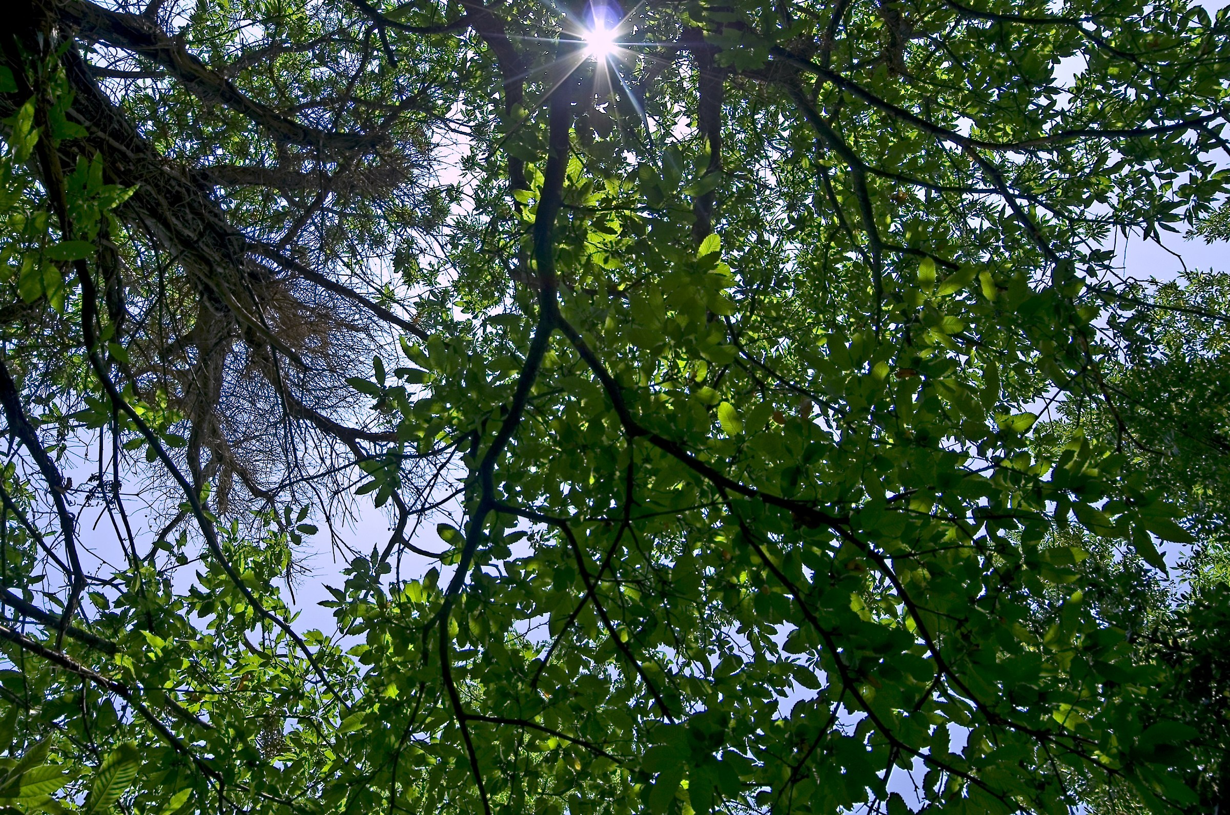 ... trees in the dense forest