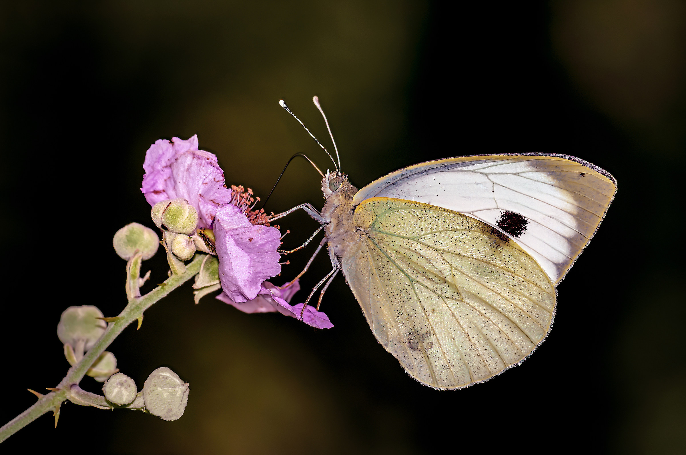 Pieris rapae