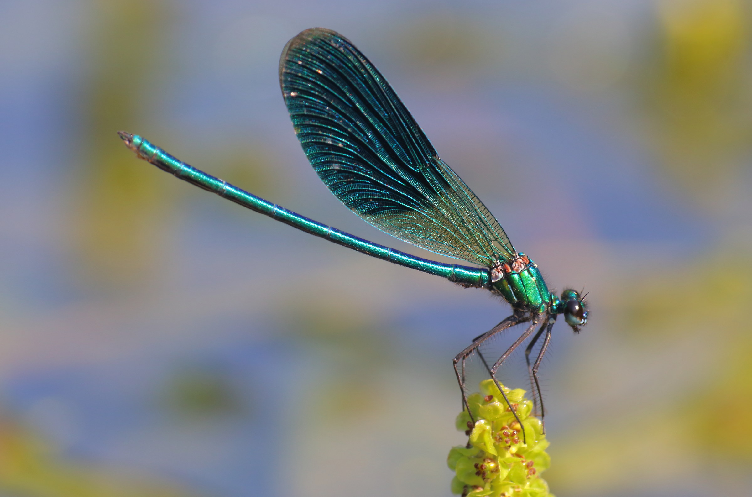 Calopteryx splendens, male