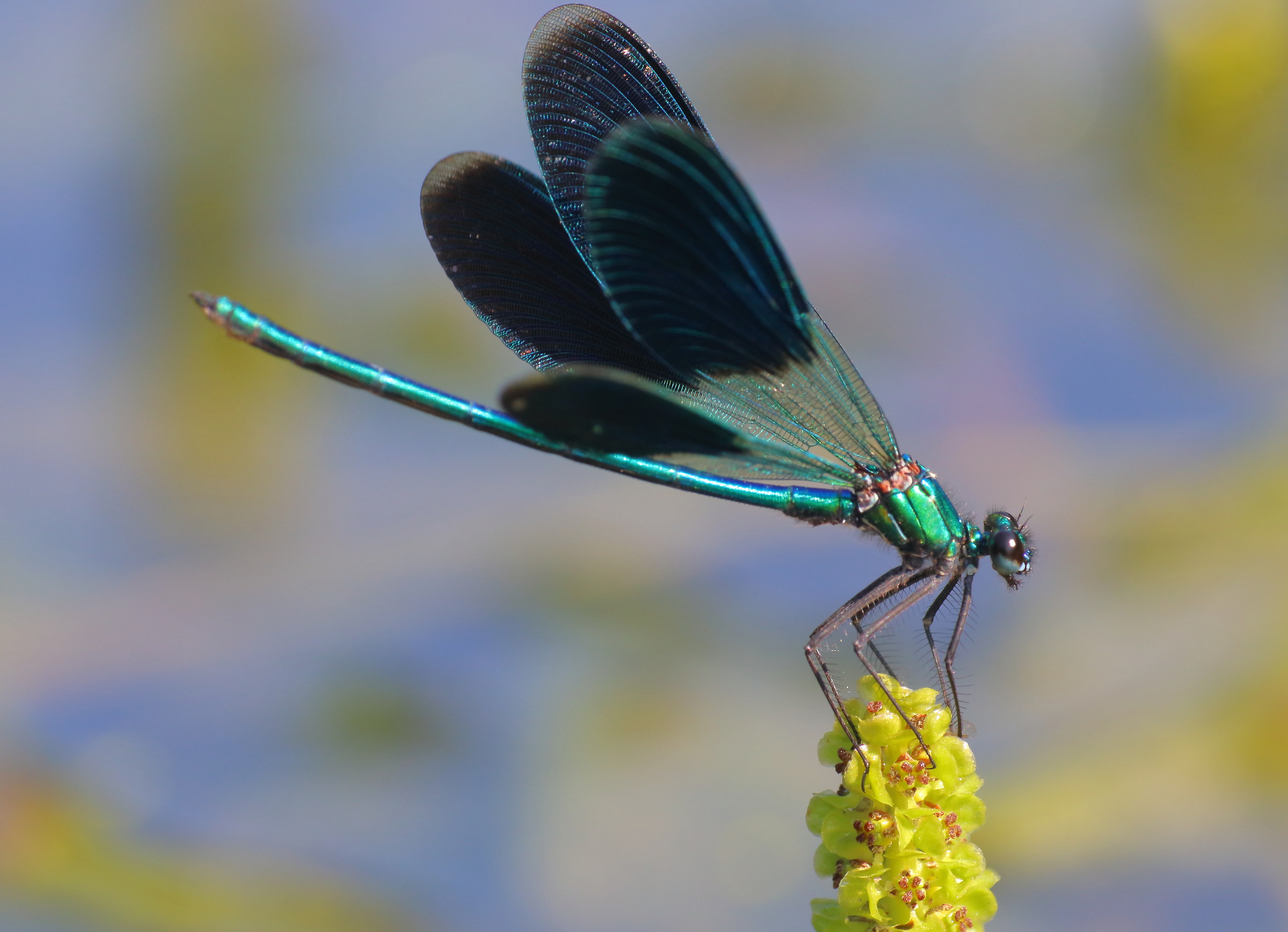 Calopteryx splendens, male