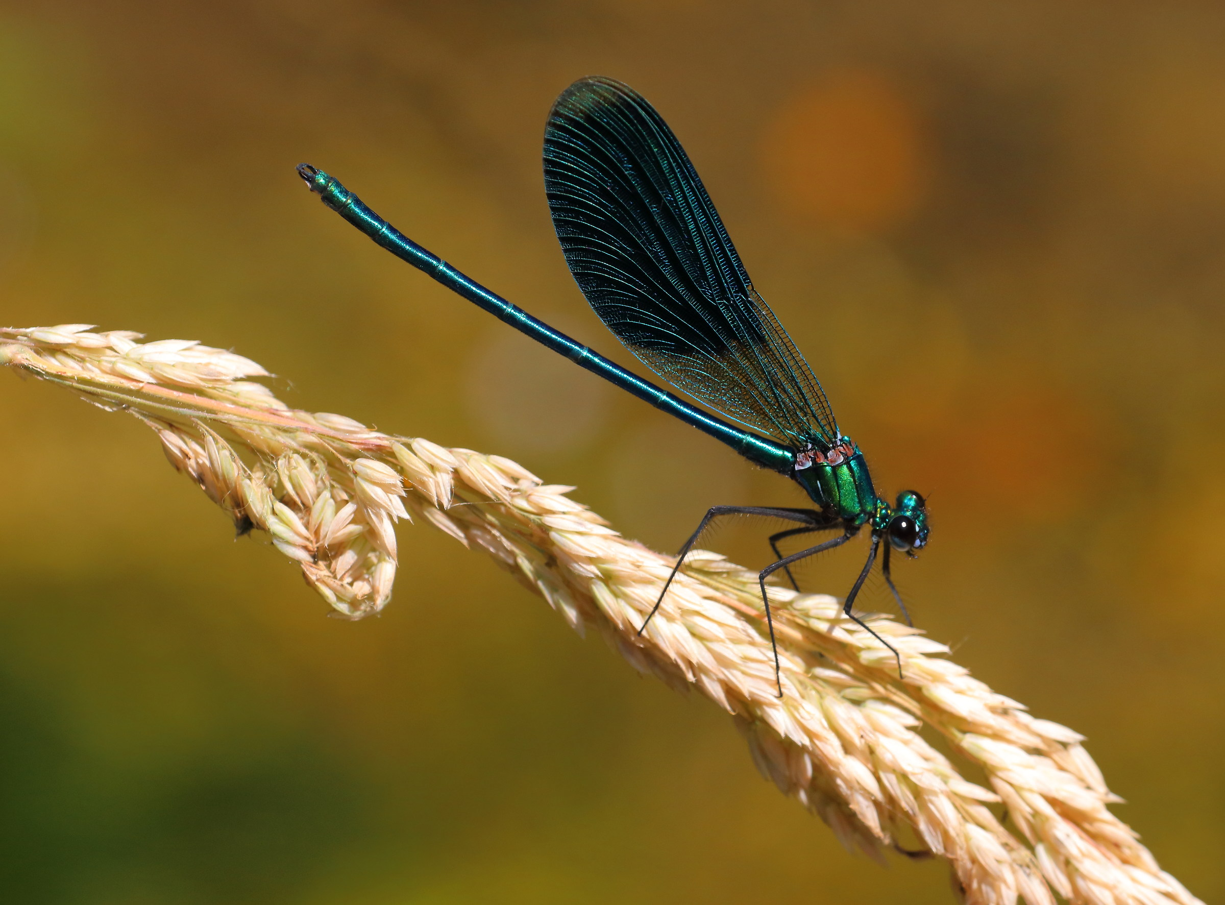 Calopteryx splendens, male