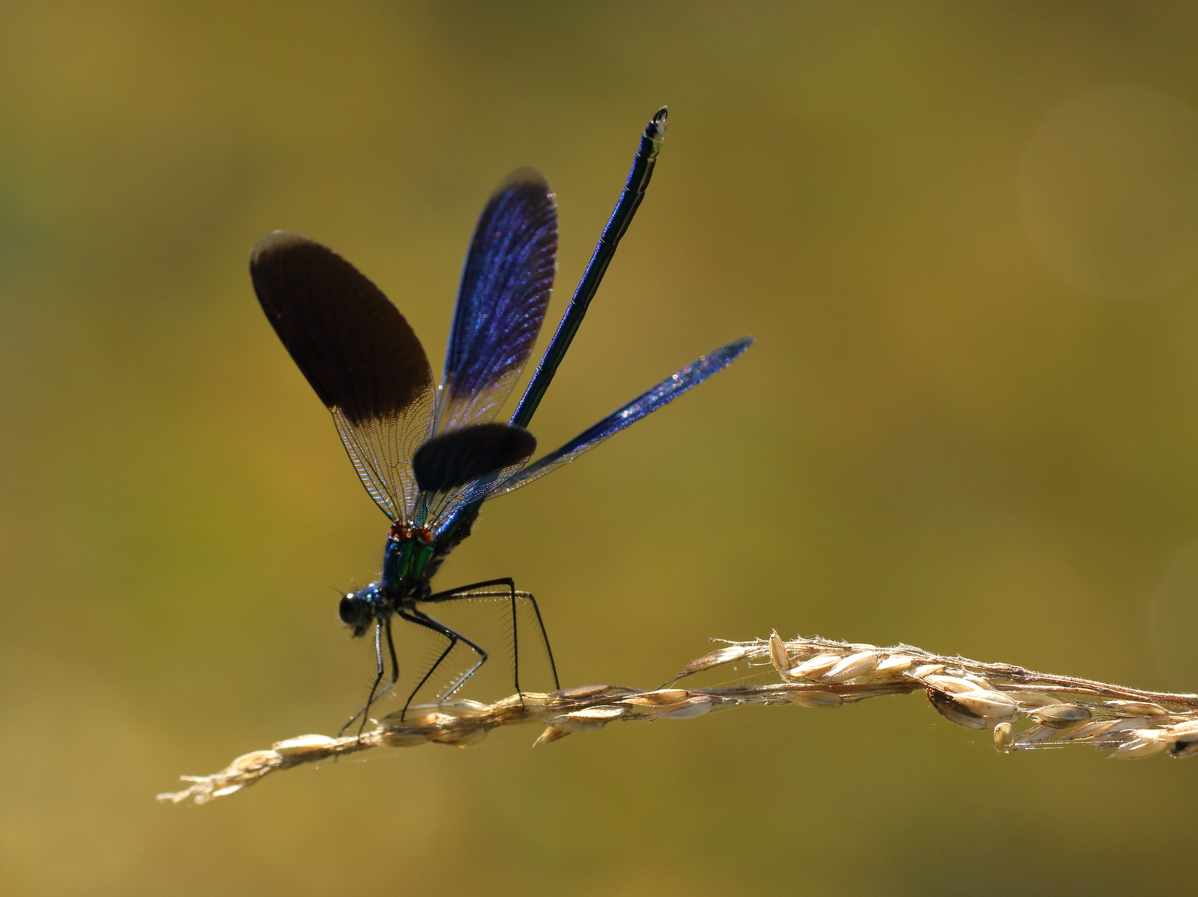 Calopteryx splendens, male
