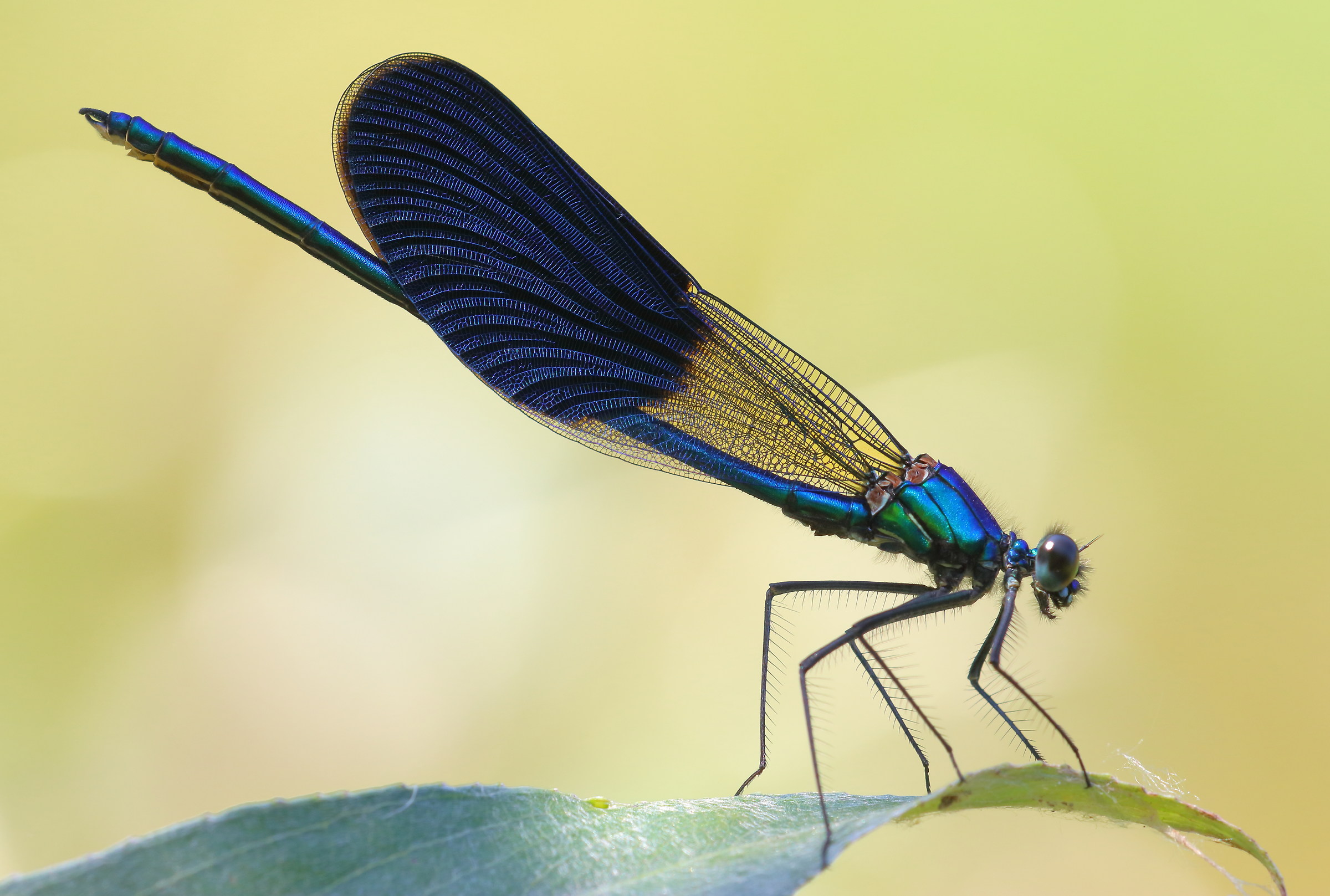 Calopteryx splendens, male