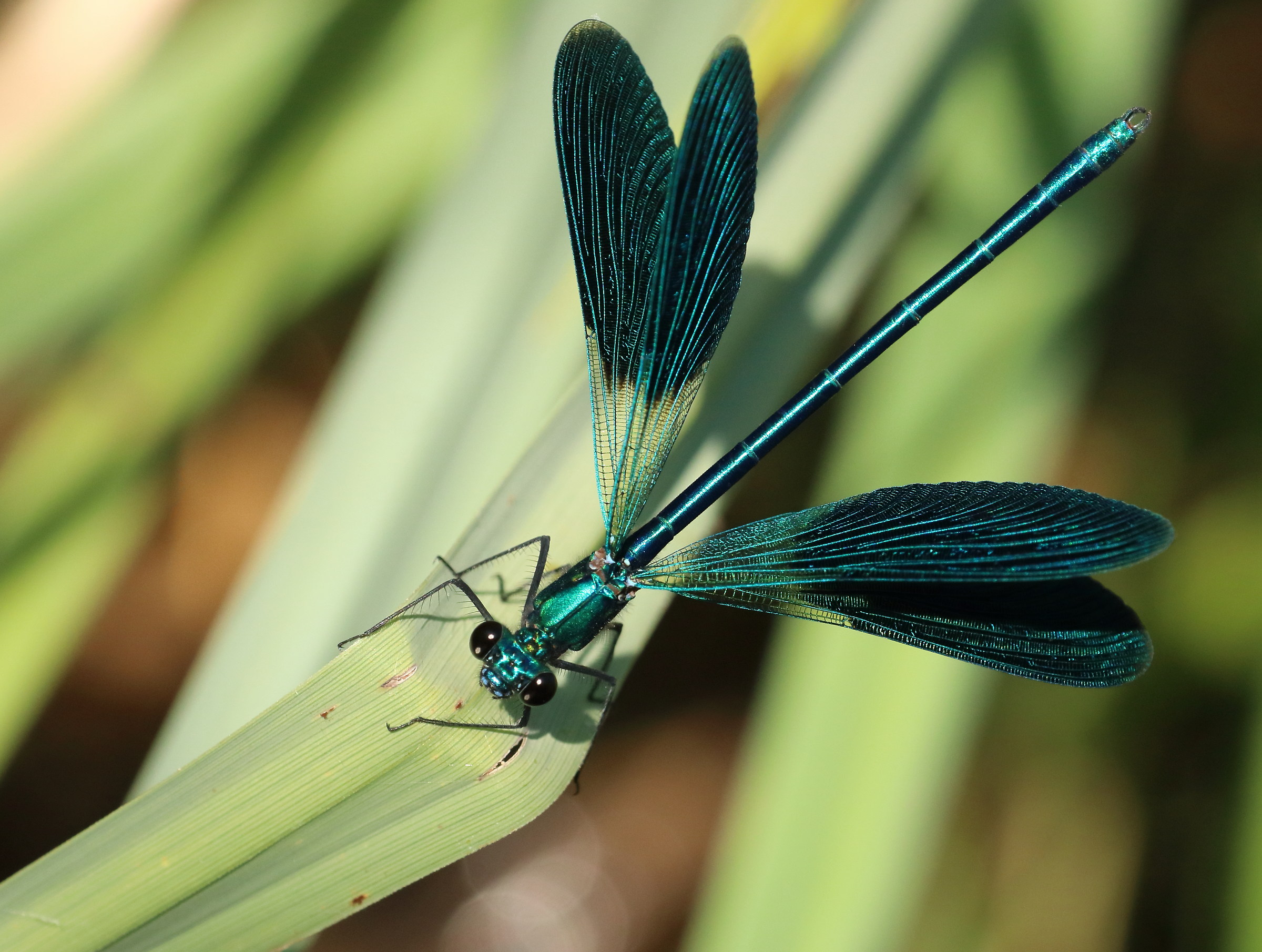 Calopteryx splendens, male