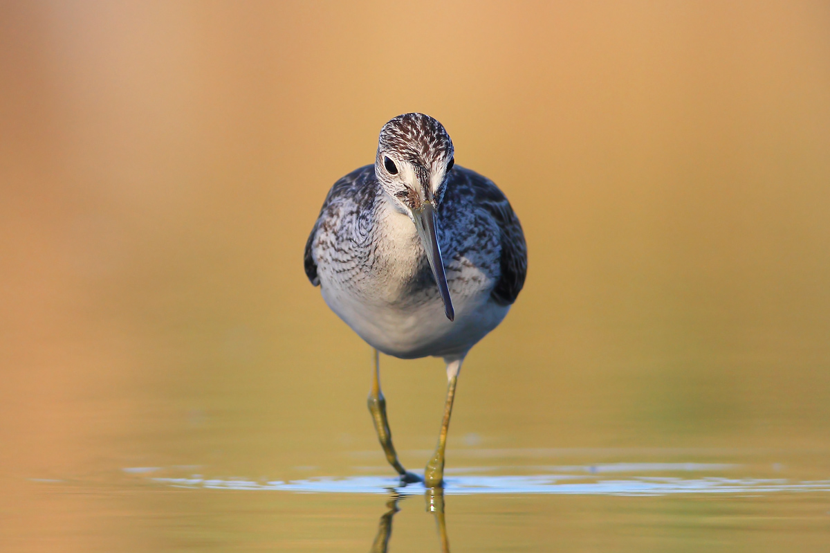 Greenshank