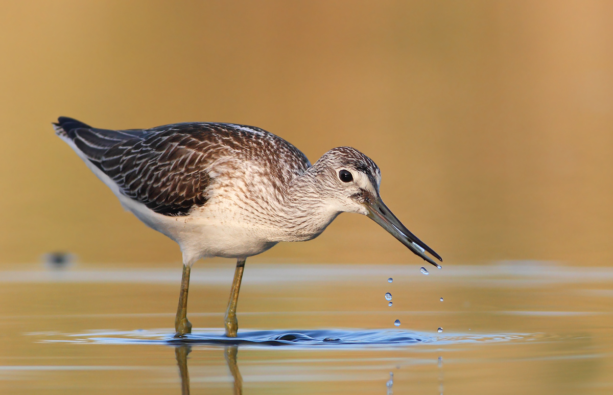 Greenshank