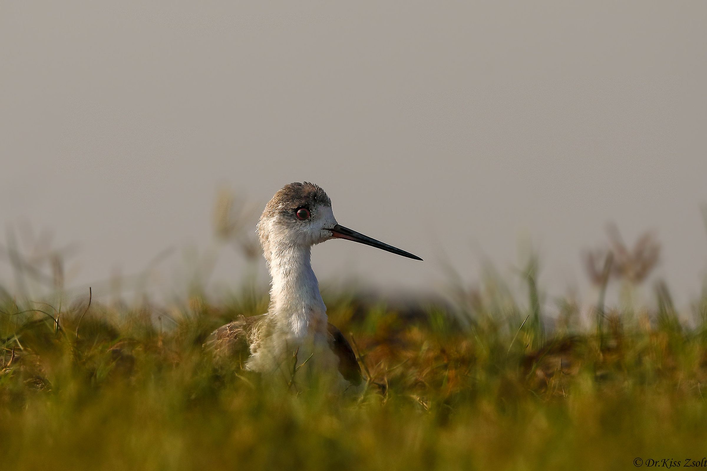 Riposo giovanile nero-alato stilo