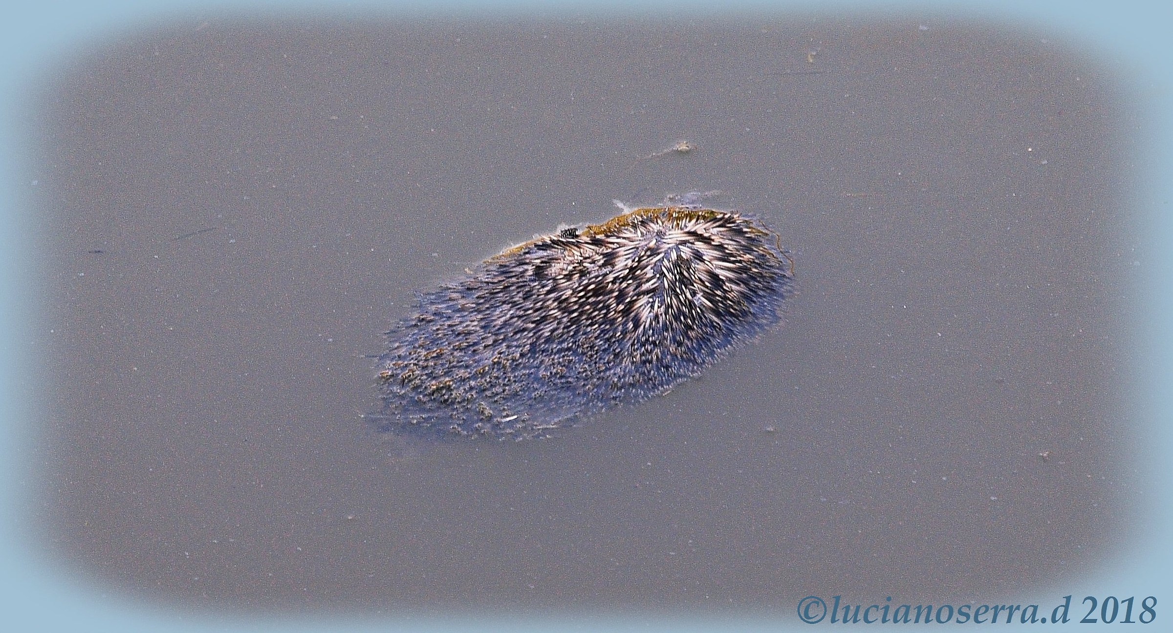 Putroppo i ricci non sono abili nuotatori...