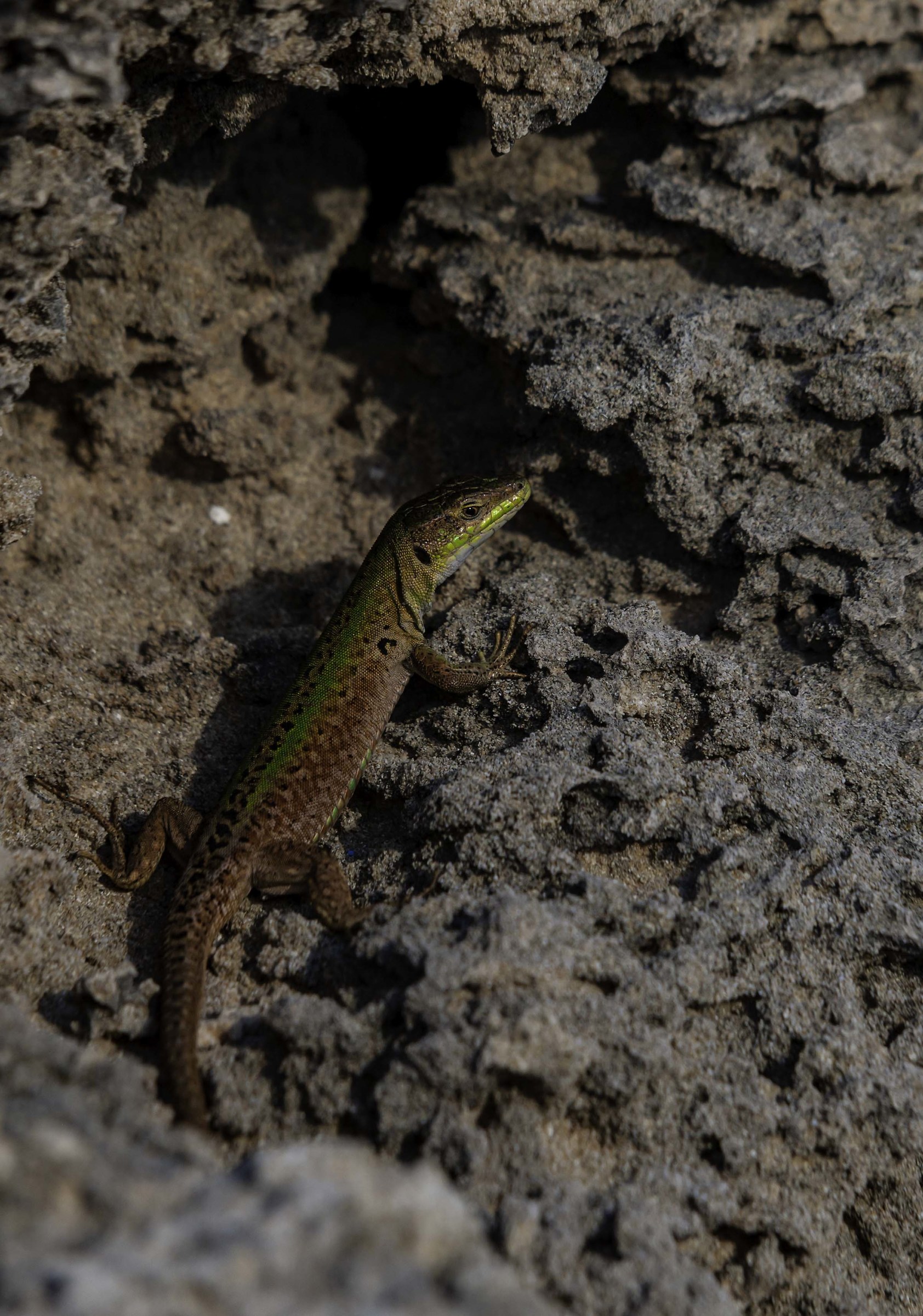 Lizard