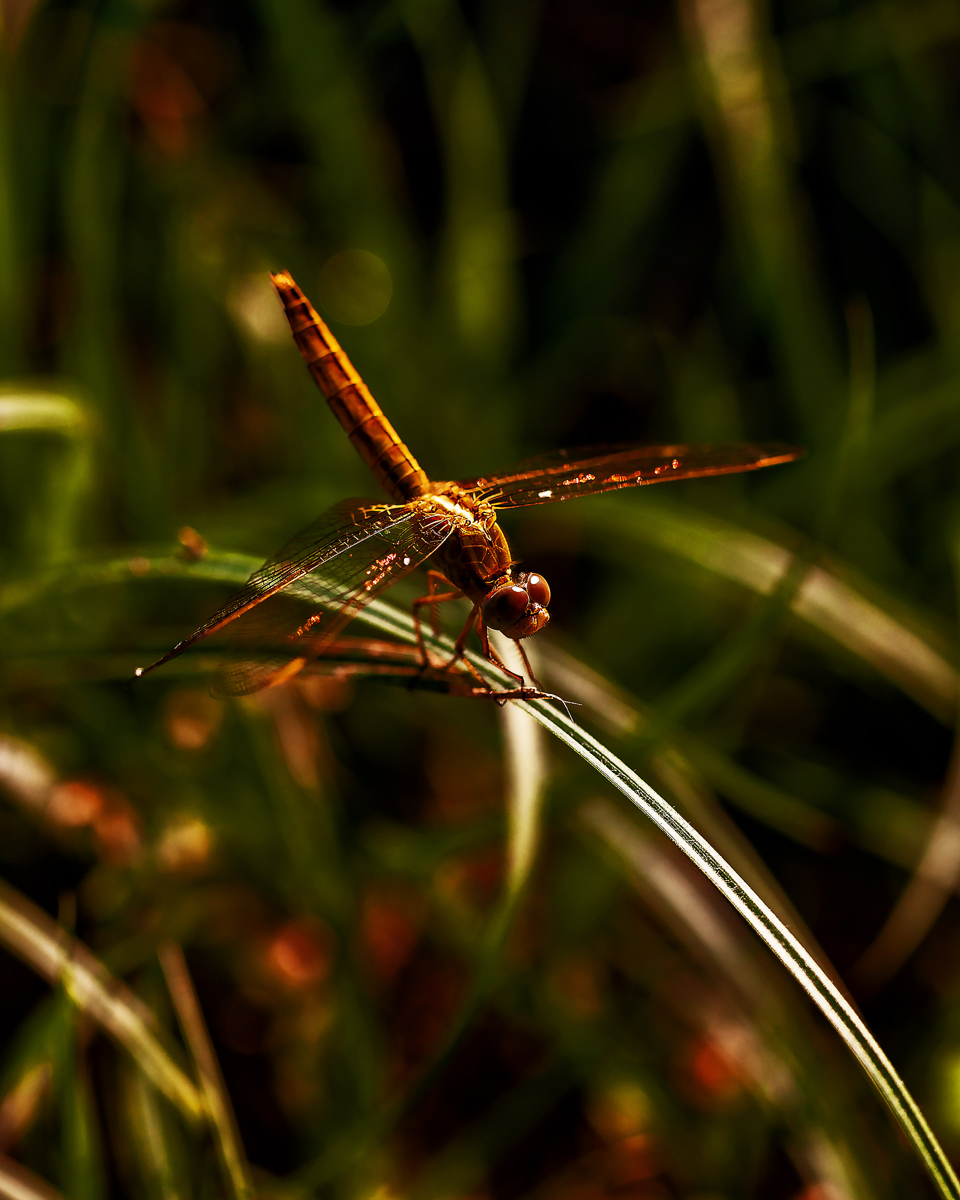 Nascosta tra le foglie
