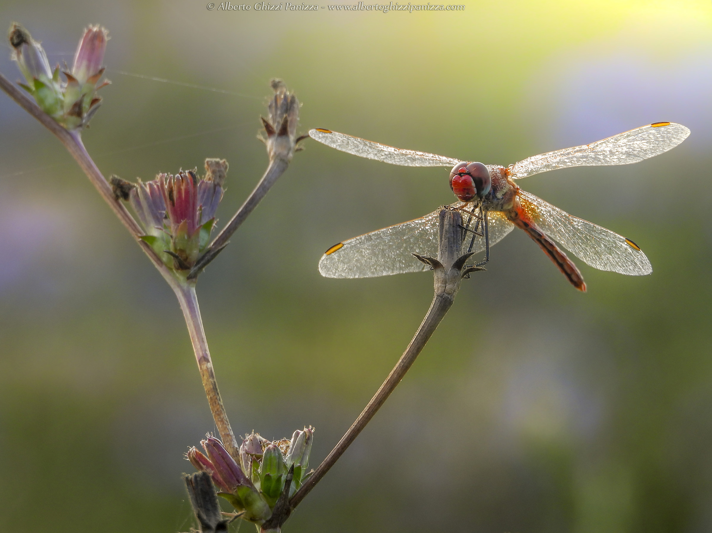 Dragonfly-Nikon Macro Test P1000