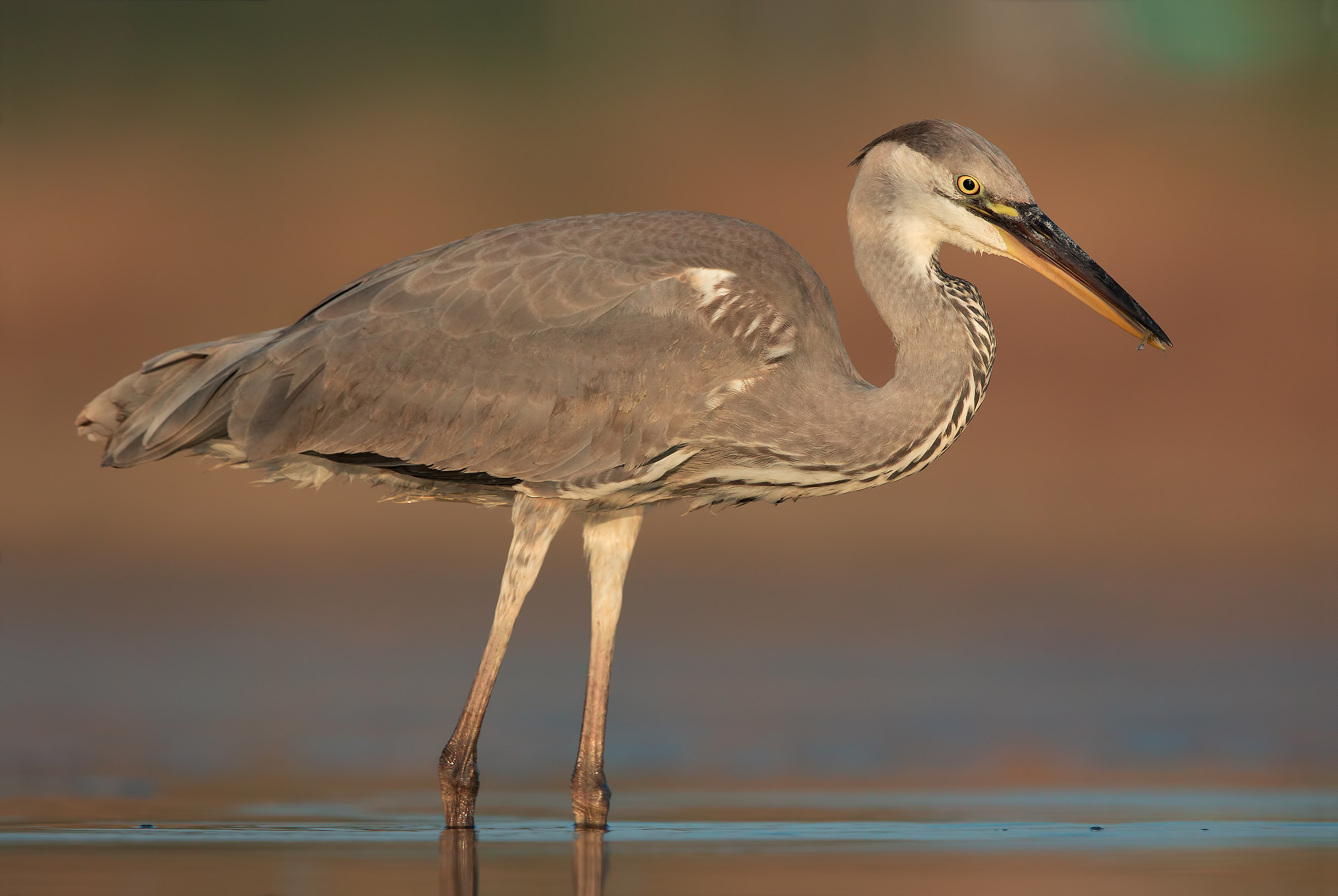 Grey Heron