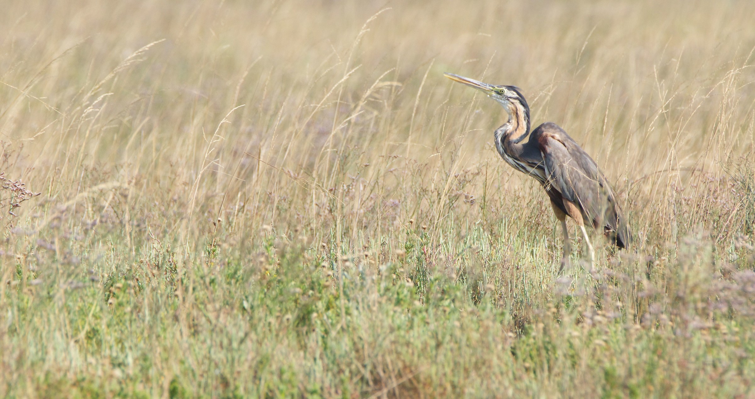 Airone rosso,laguna di Venezia