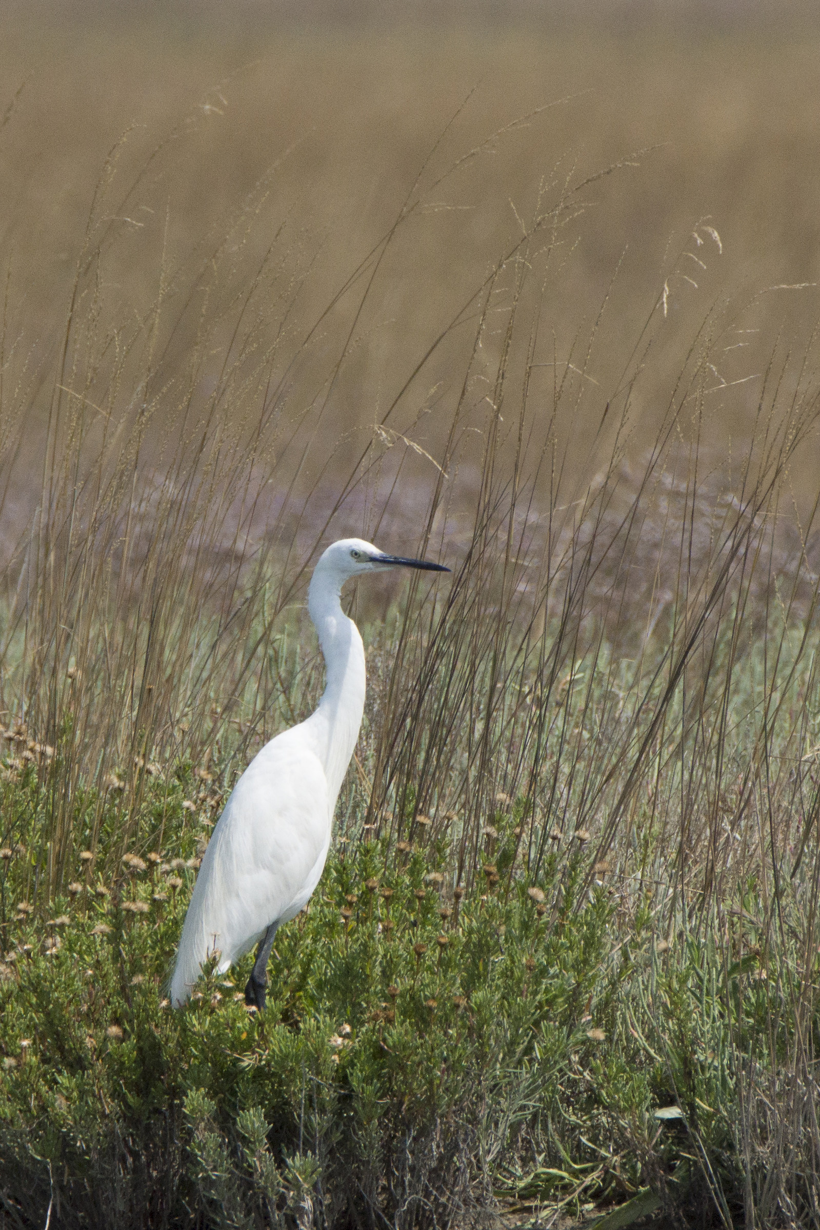 Garzetta, Laguna di Venezia
