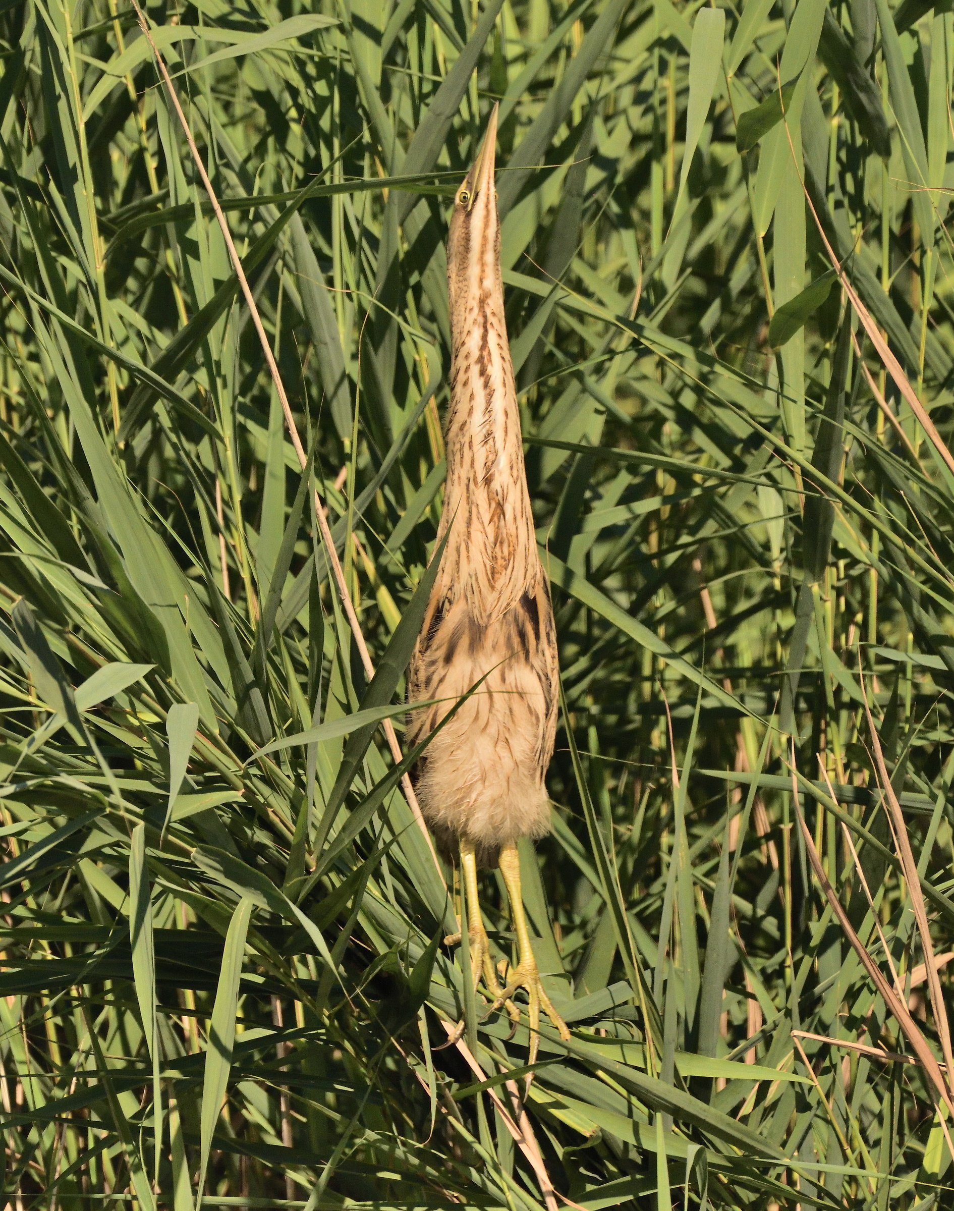 What are you looking at terrorizing the Bittern?