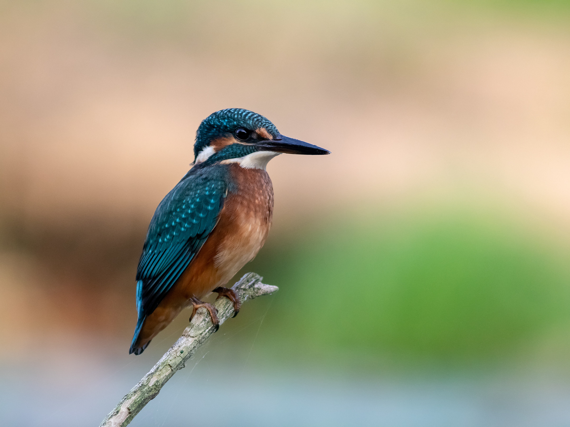 Kingfisher