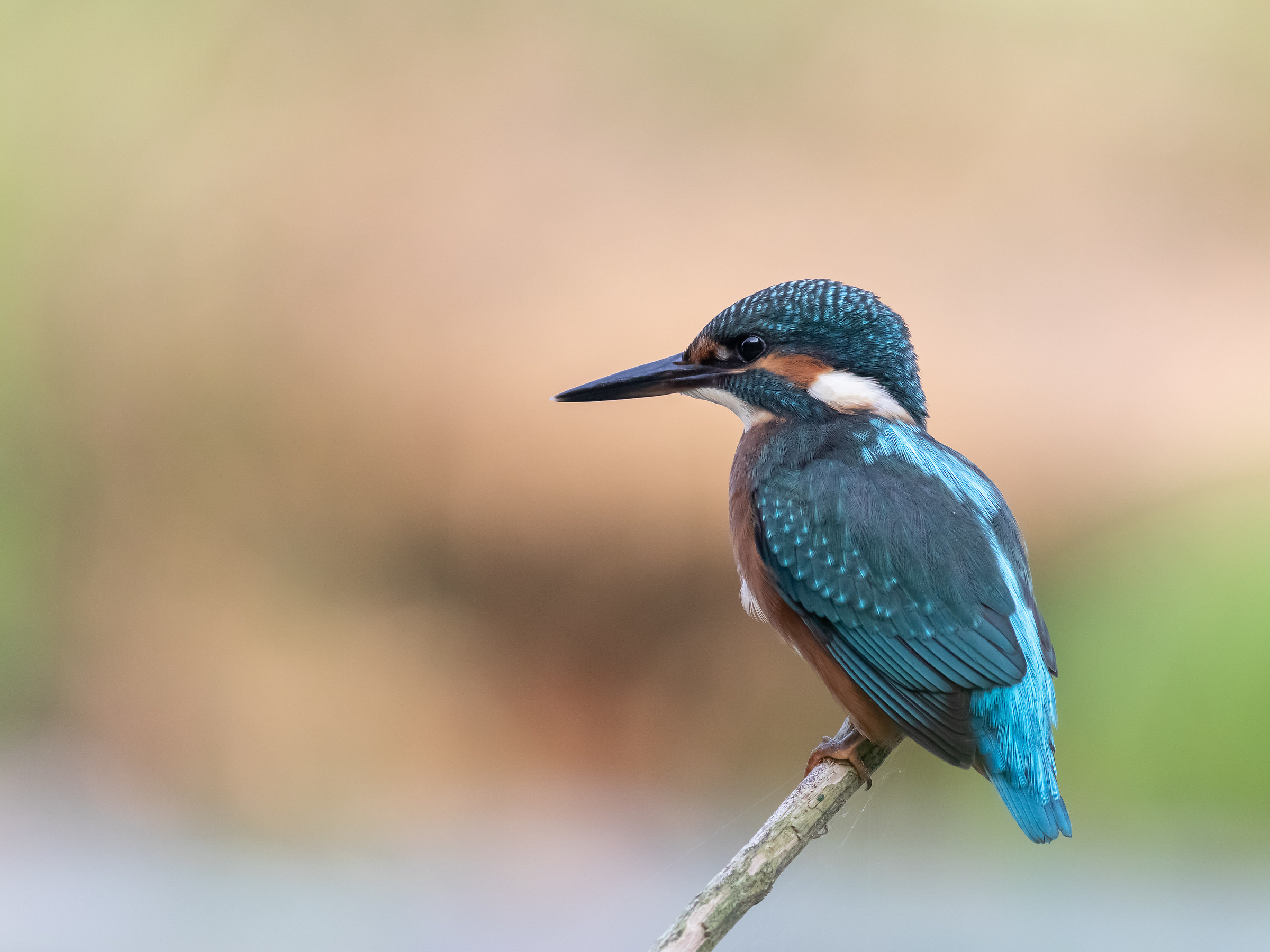 Kingfisher