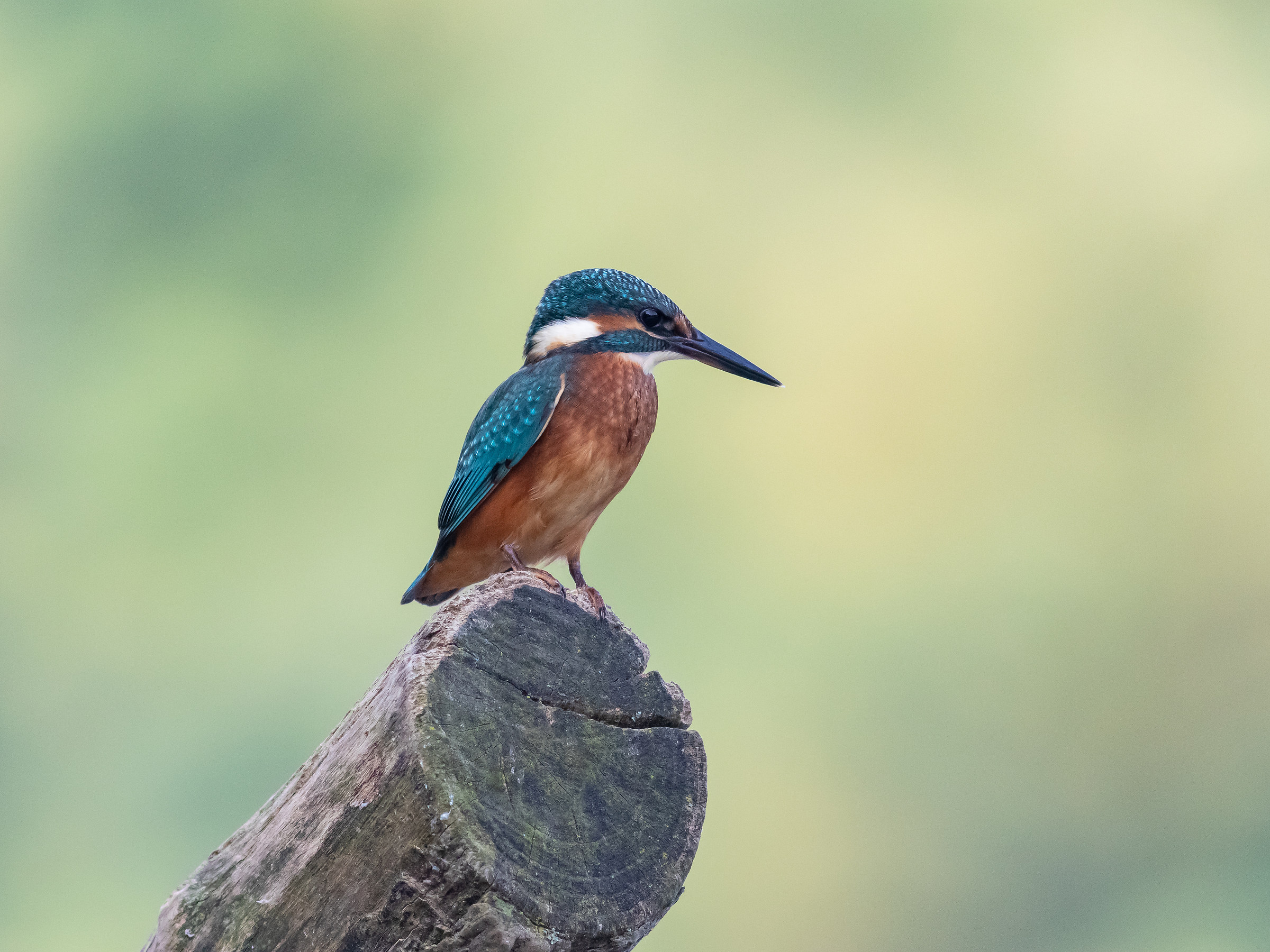 Kingfisher