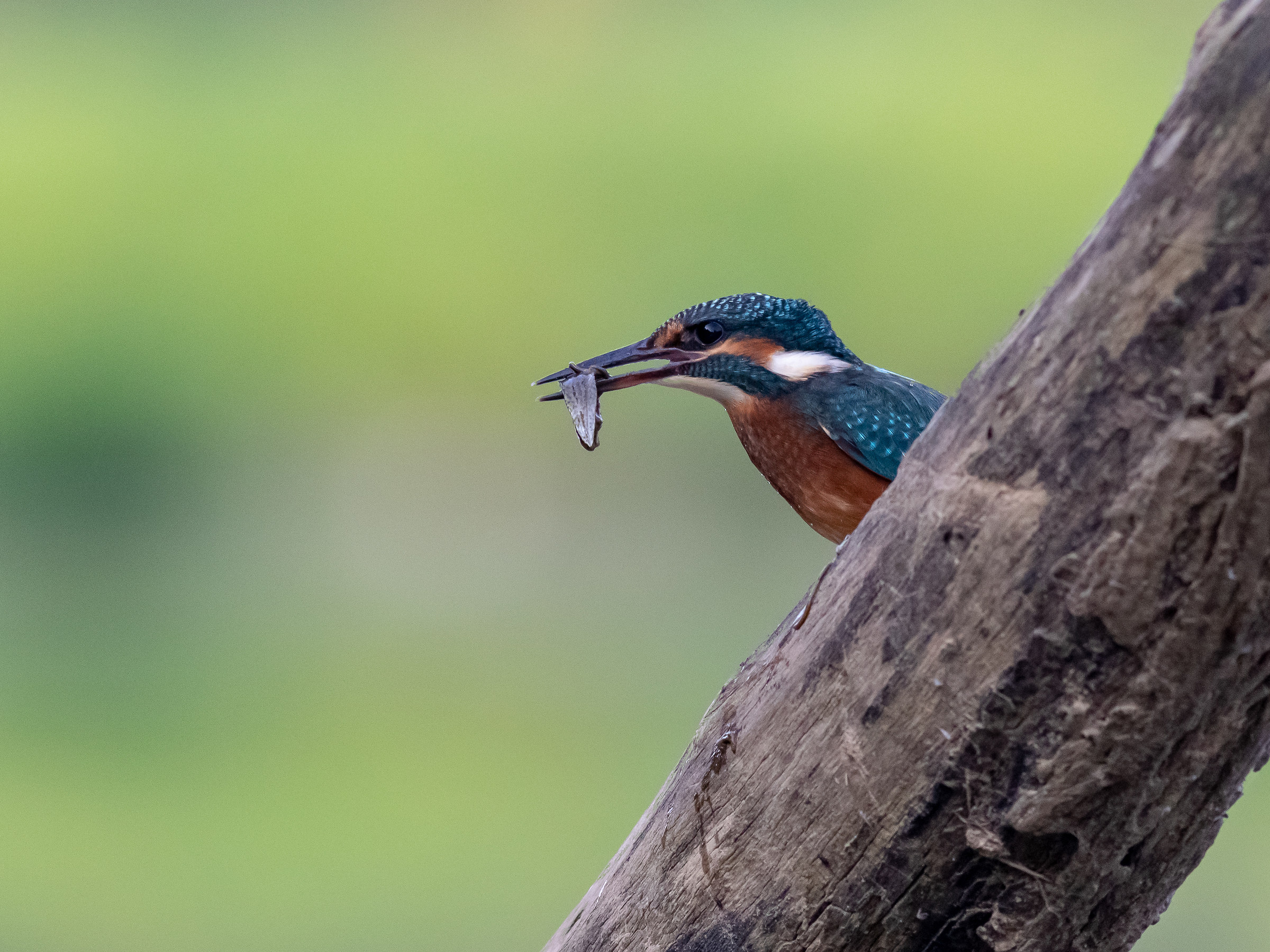 Kingfisher
