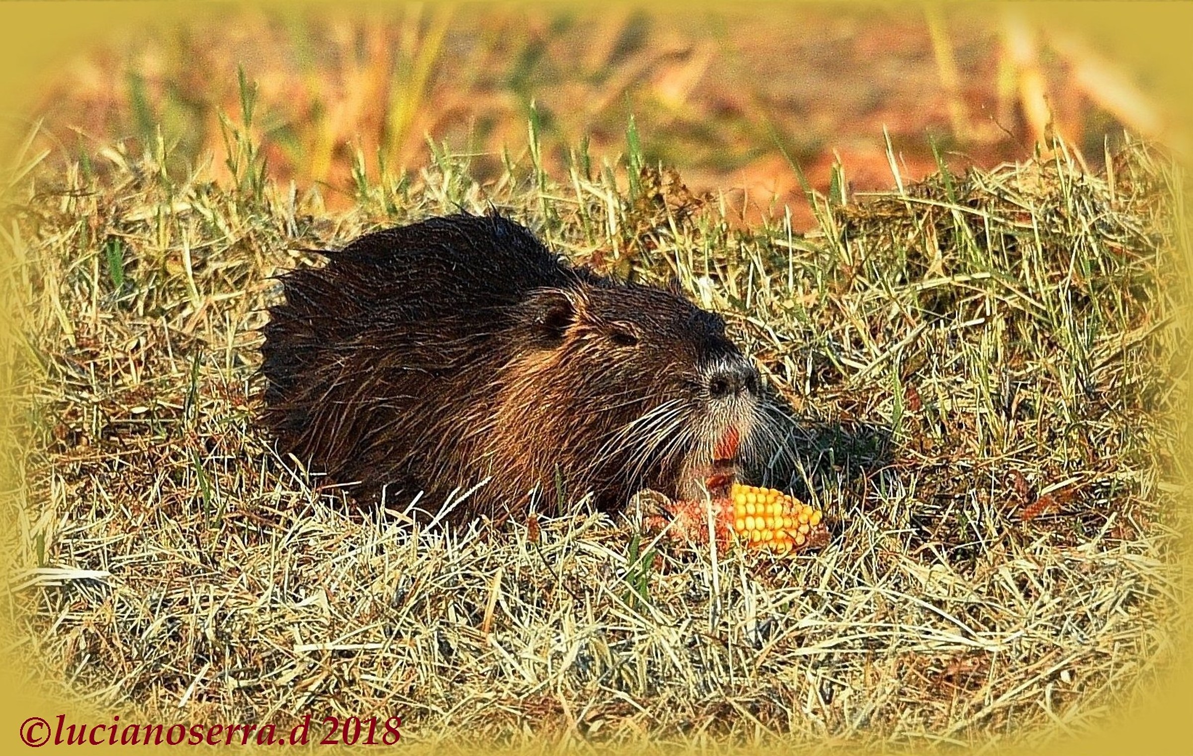 Mmm... com'è buona questa pannocchia...
