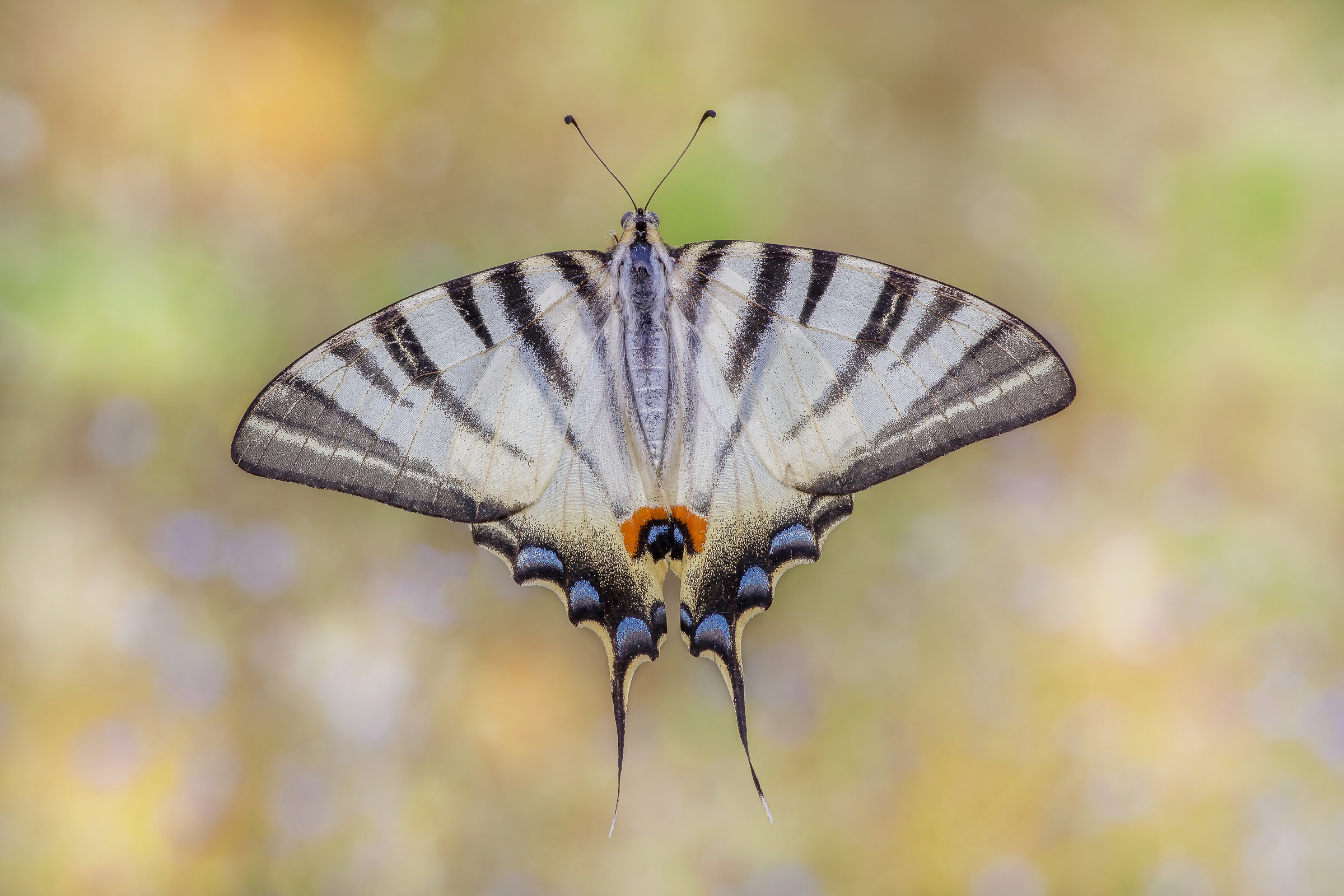 Iphiclides podalirius ( Linnaeus, 1758)