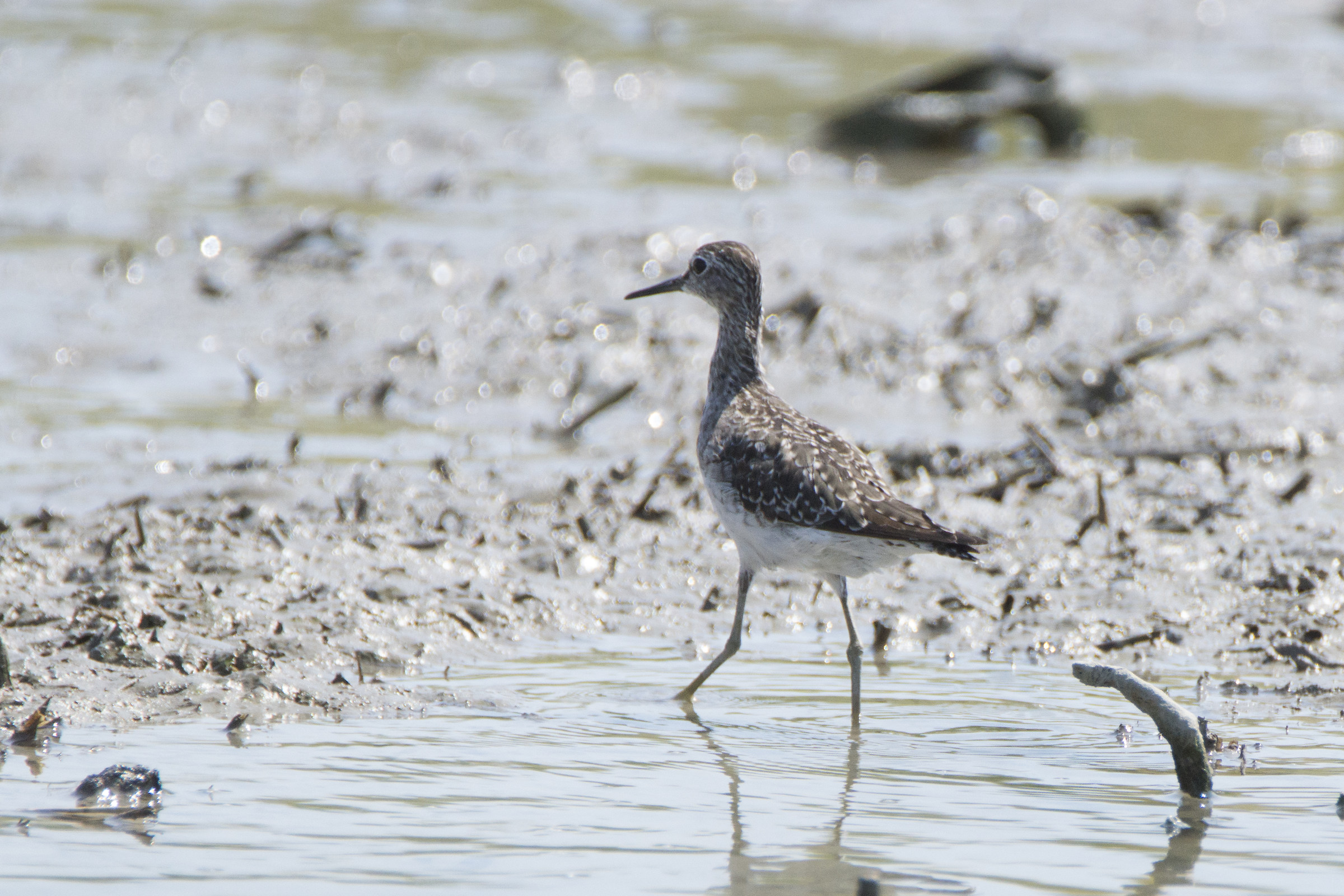 Albastrelo, laguna di Venezia