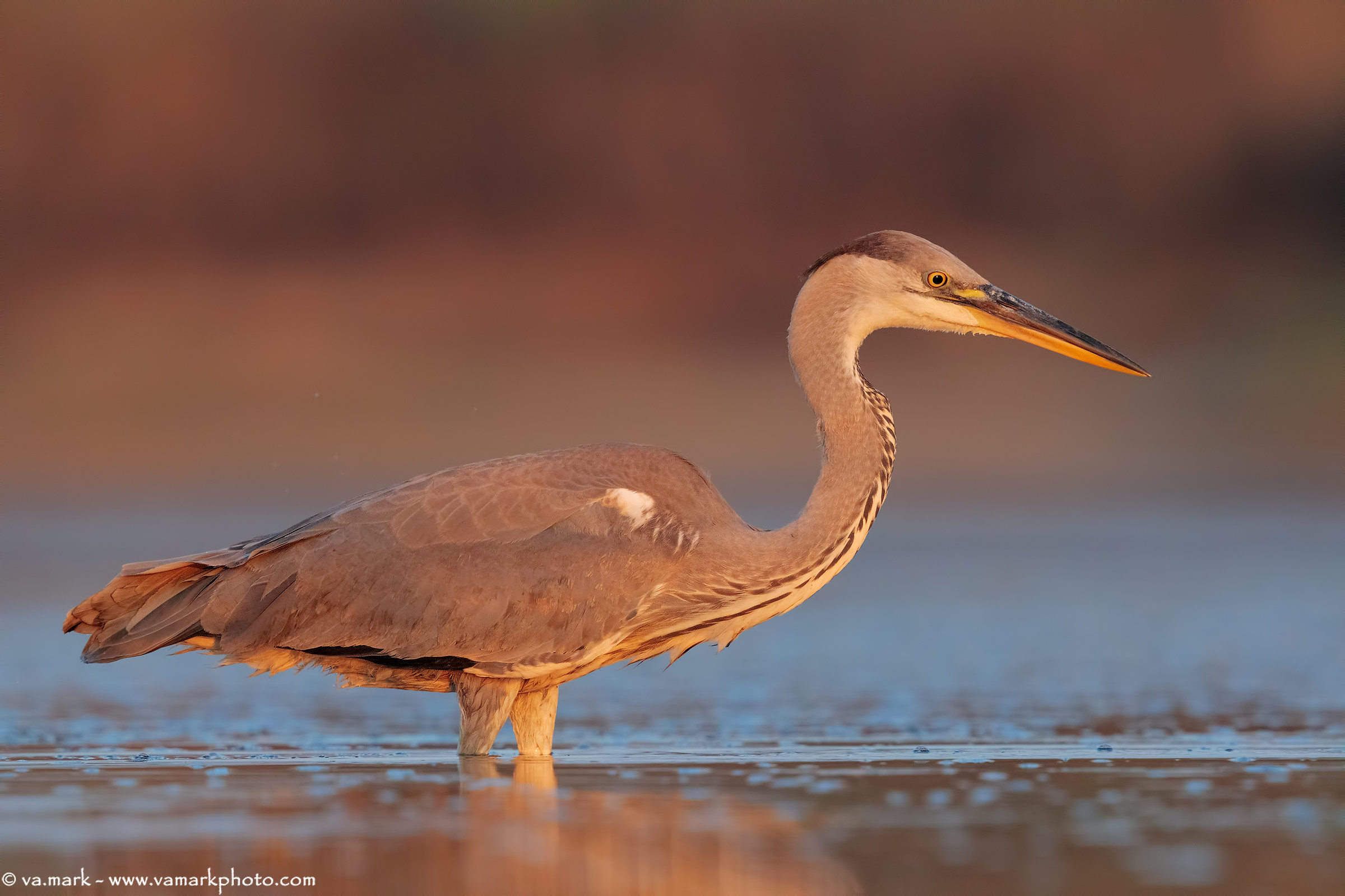Heron... to the first ray of sunshine...