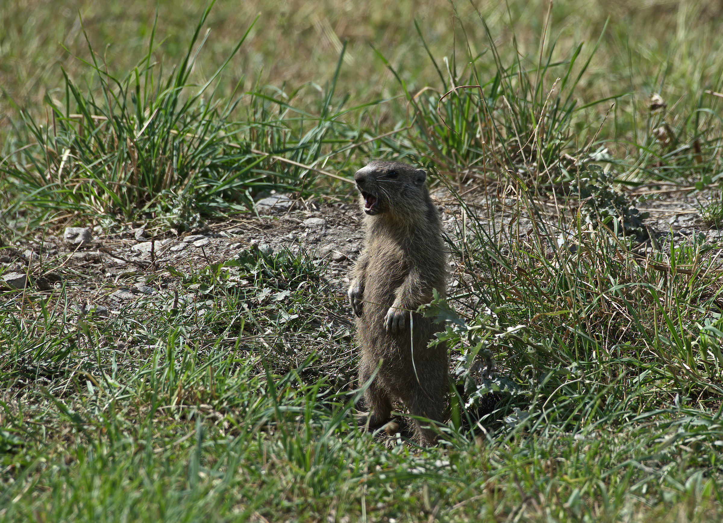 Oh, I'm telling you, what are you photographing?