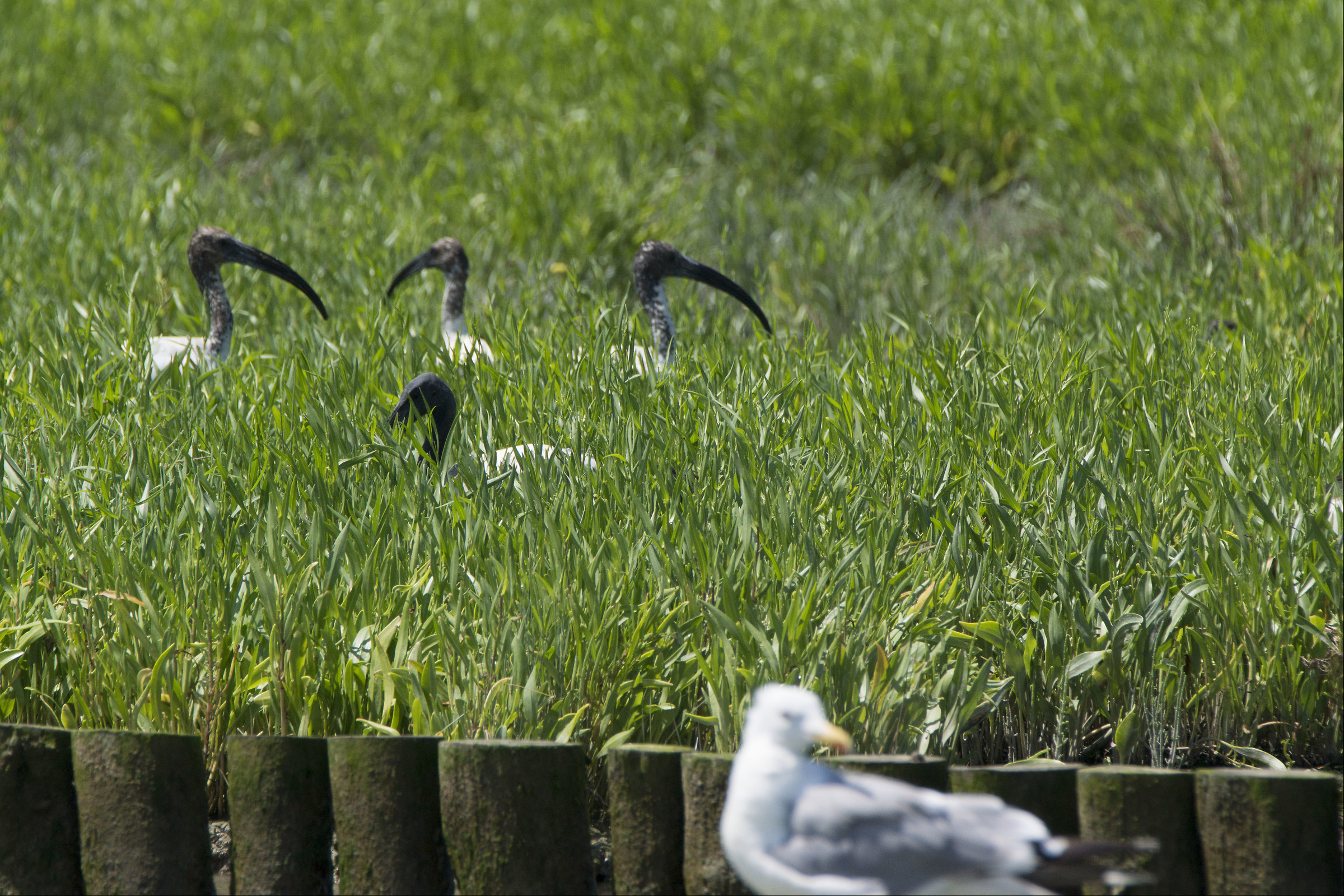 Ibis, laguna di Venezia
