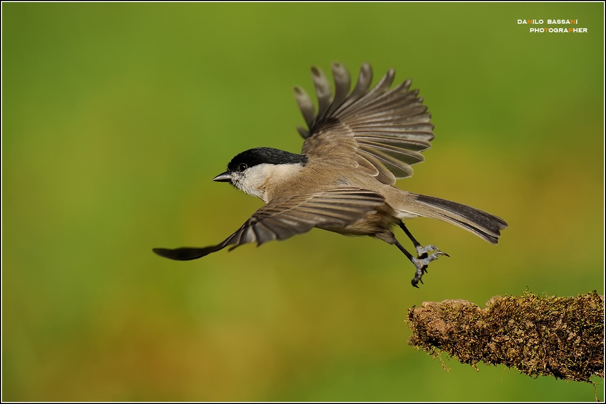 Leggera ....come una ...Piuma