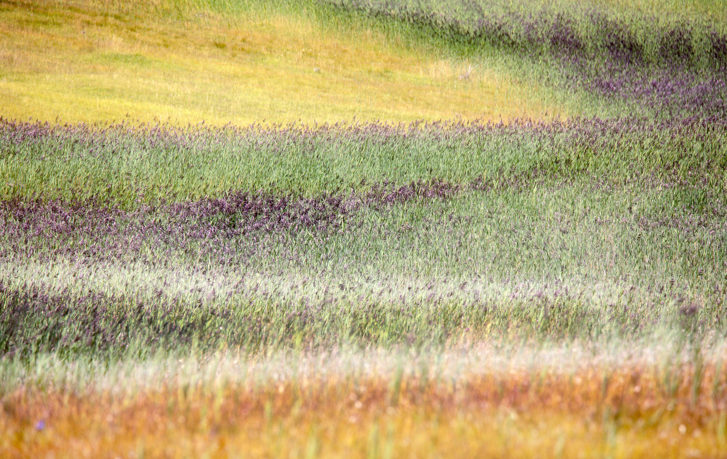 Danta di Cadore: Grass colors at peat Boers