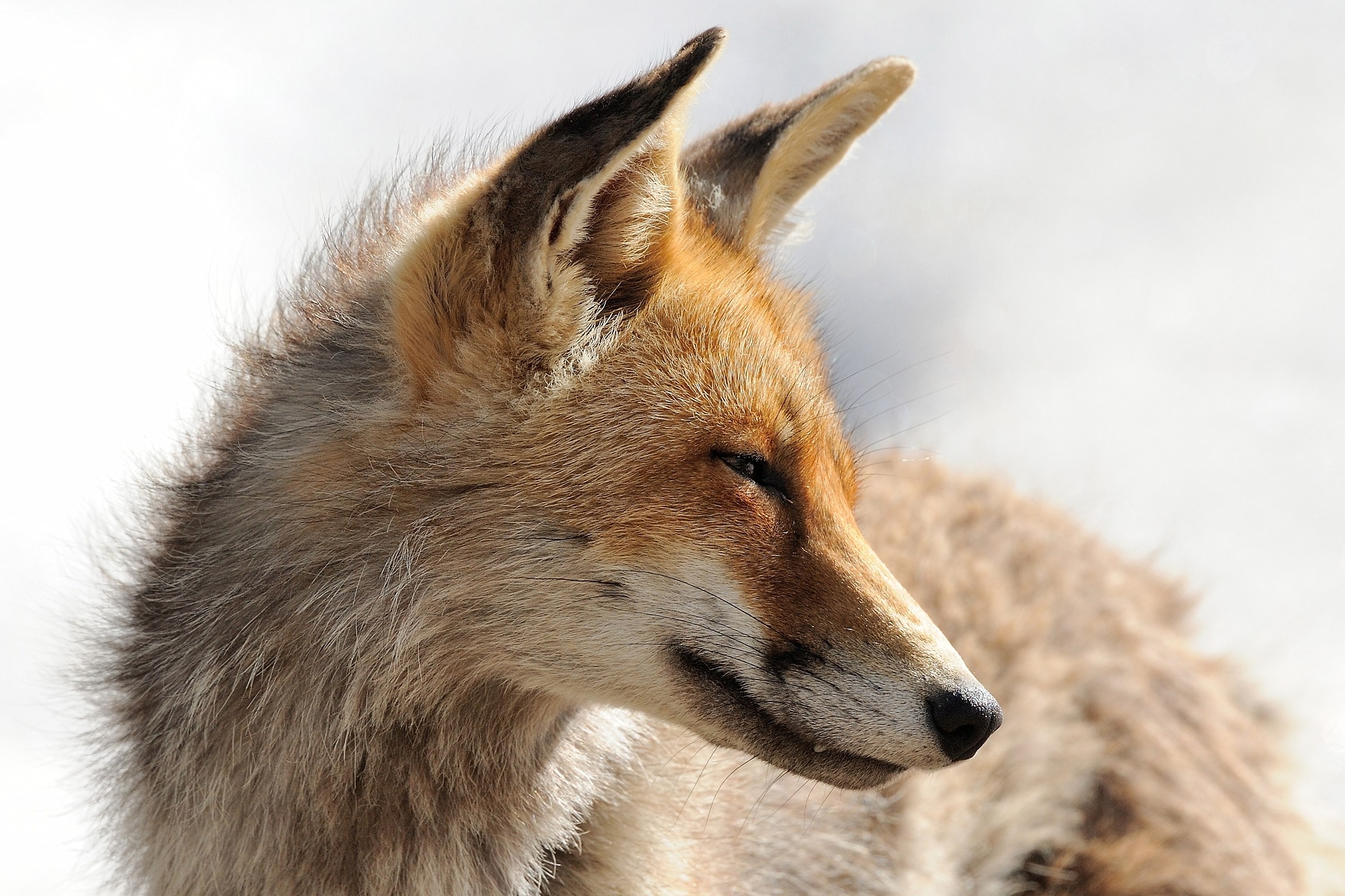 Vulpes vulpes