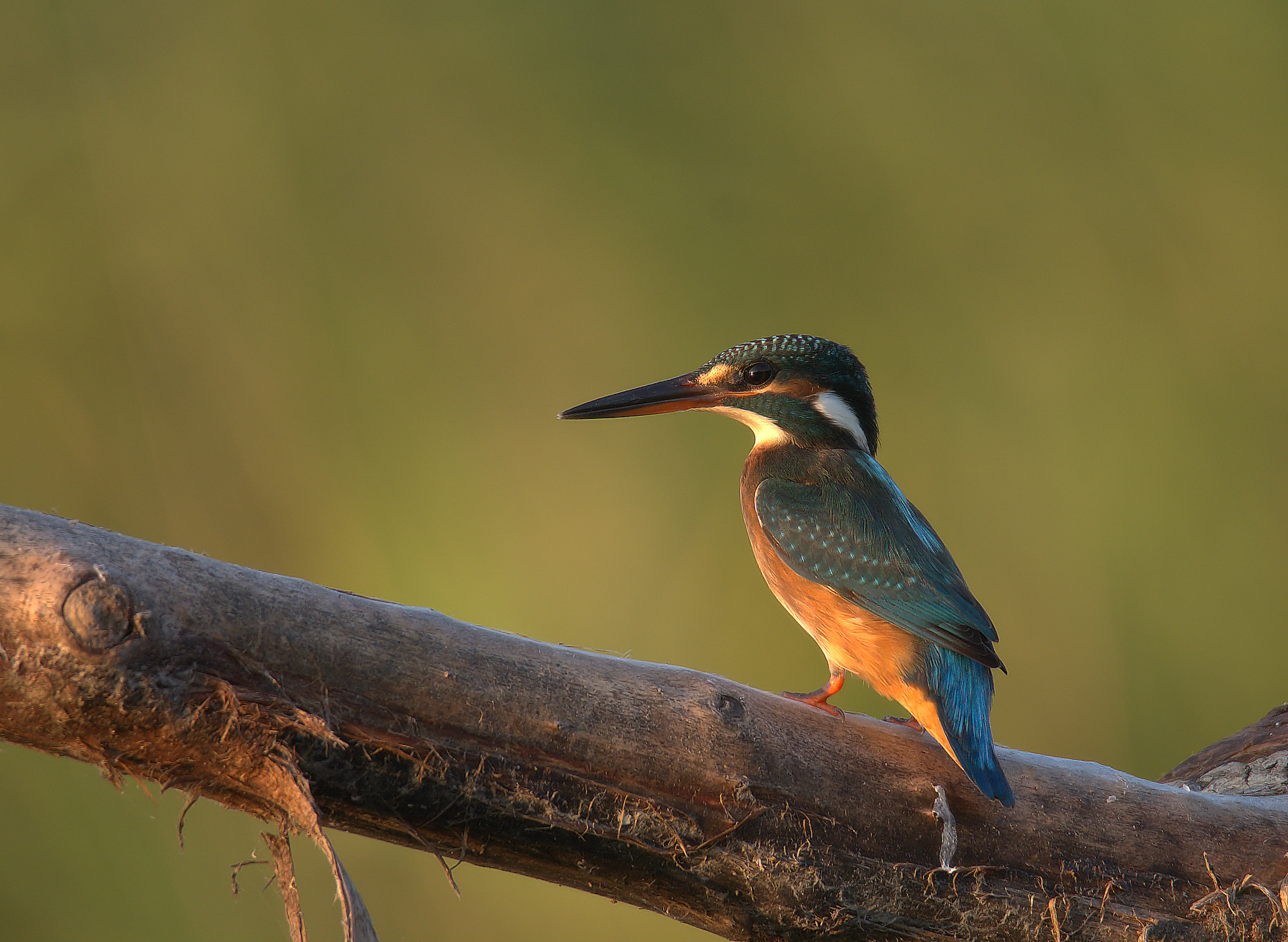 Kingfisher