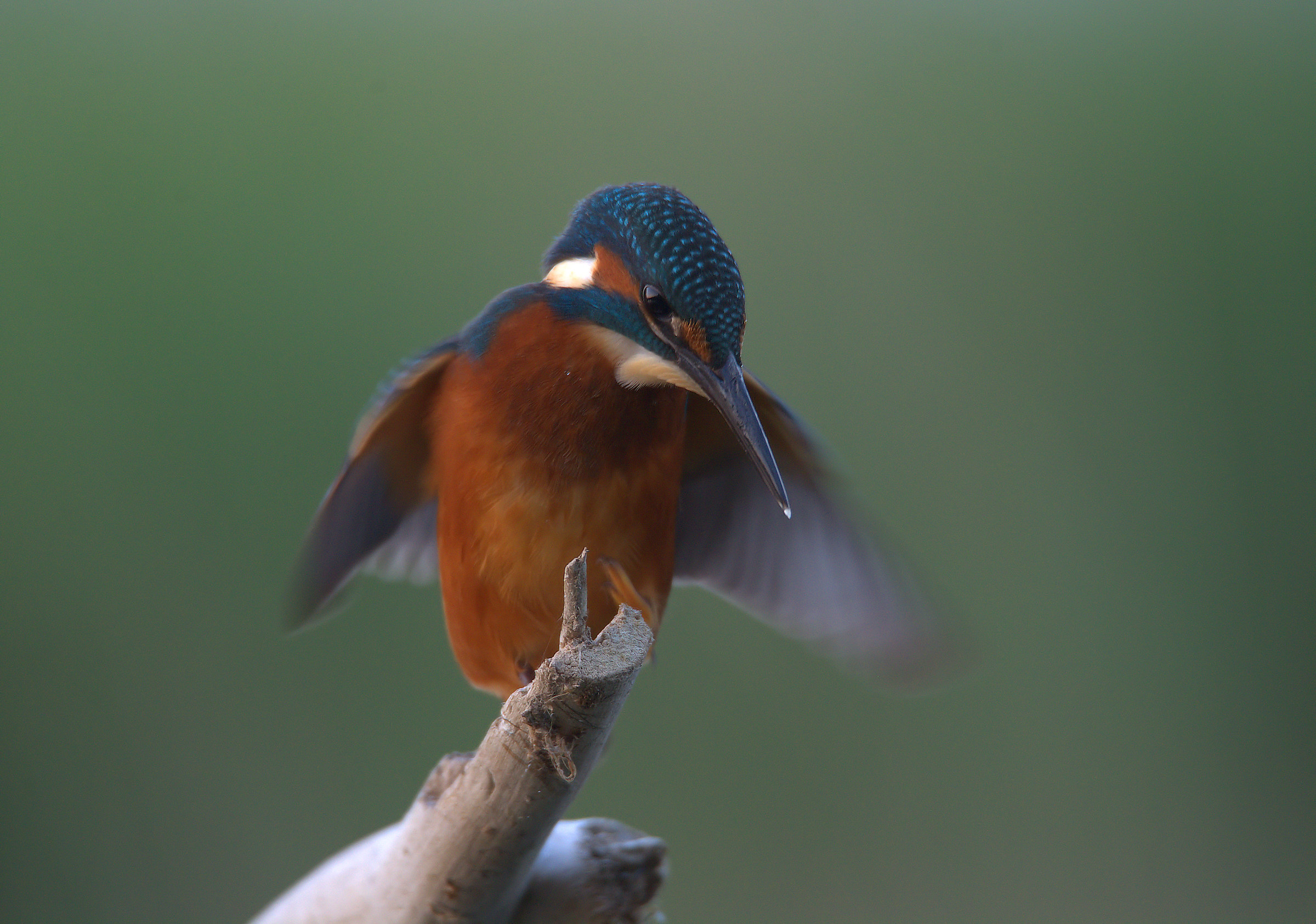 Kingfisher
