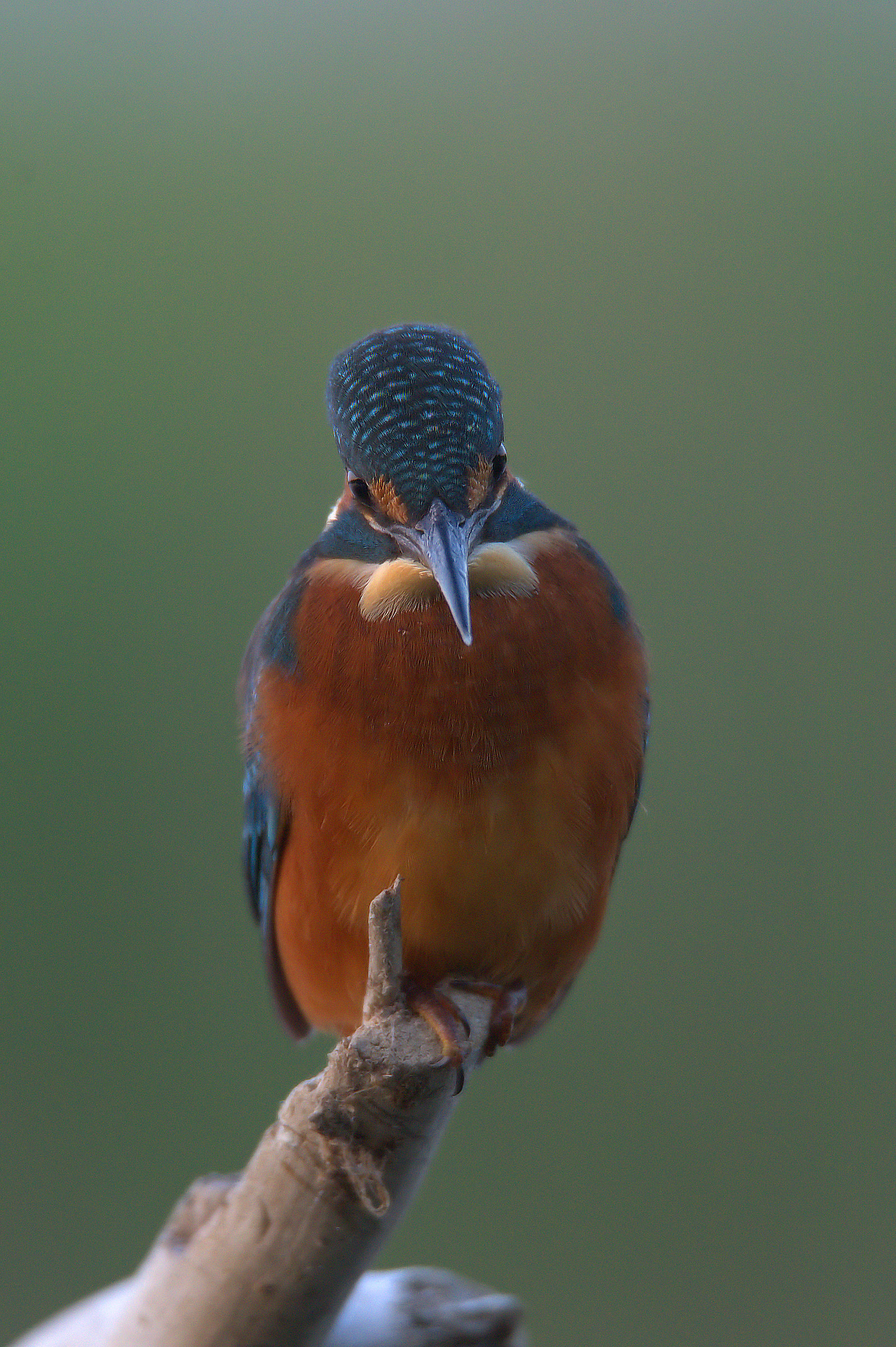 Kingfisher