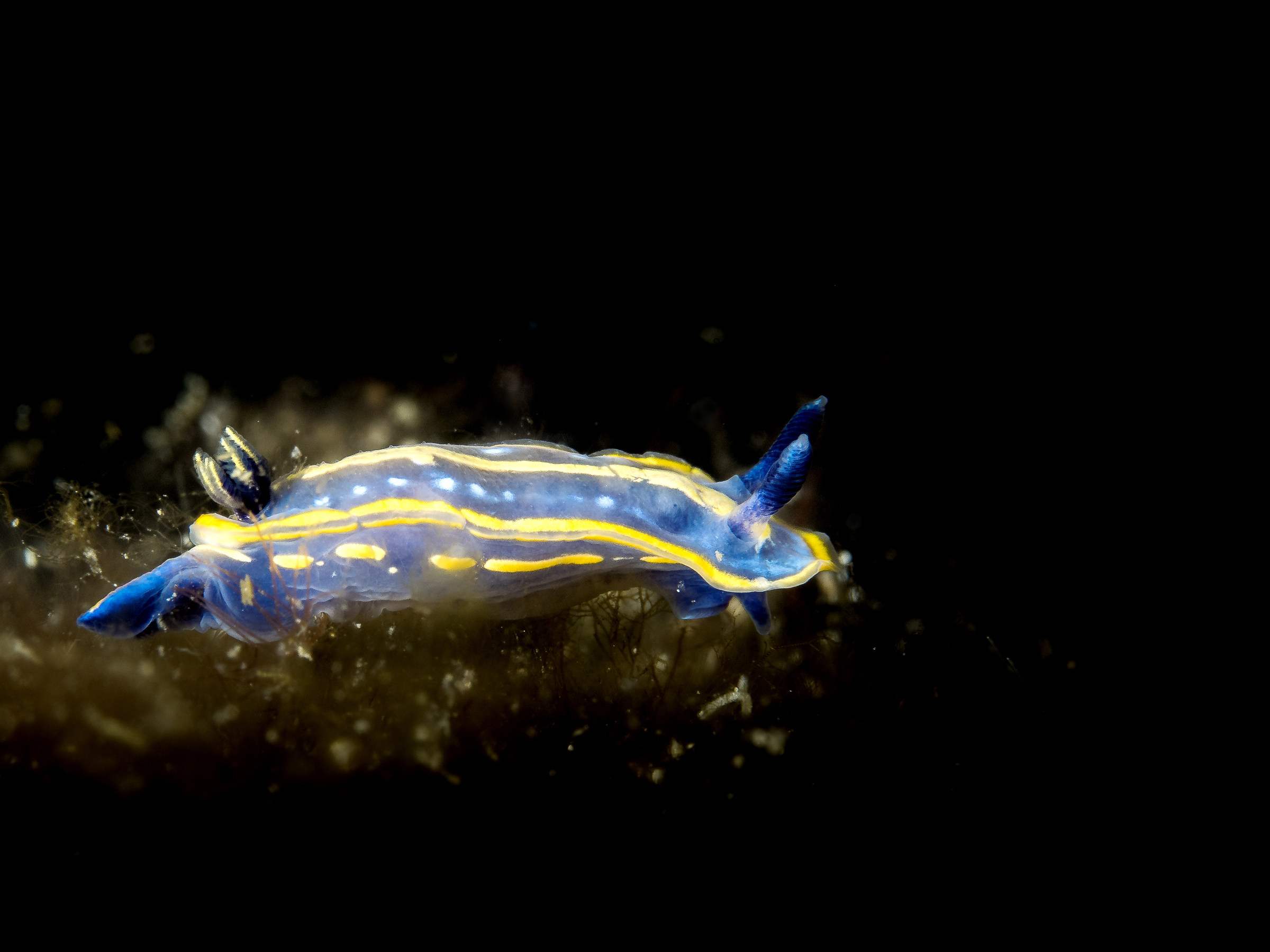 Nudibranch