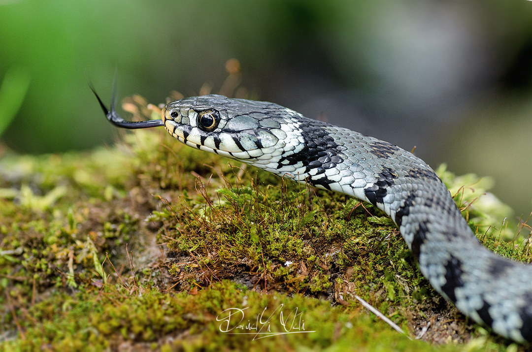 Natrix Helvetica-Collar Snake