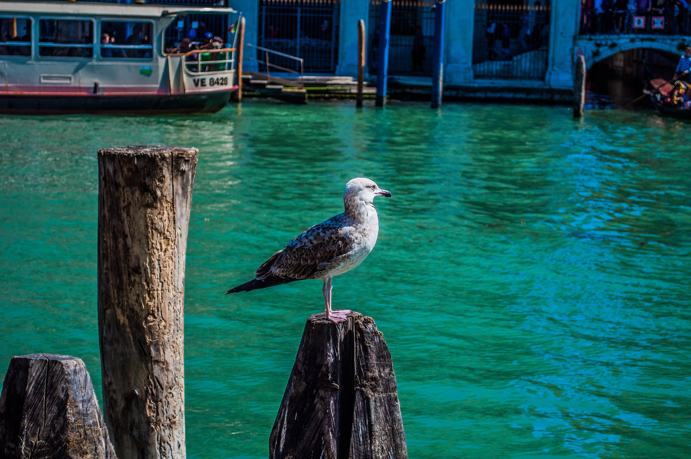 The real protagonist of Venice