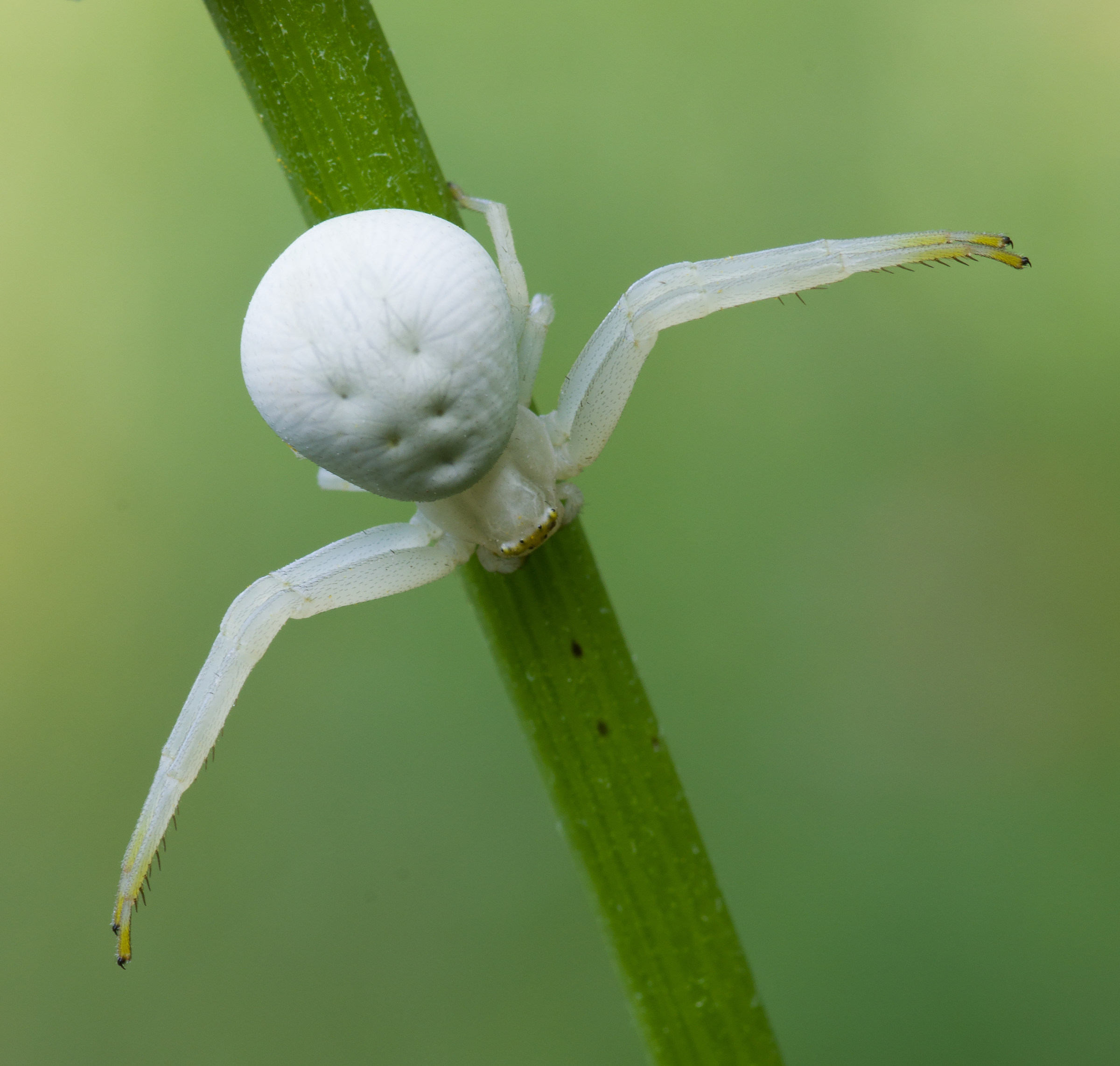 Thomisidae