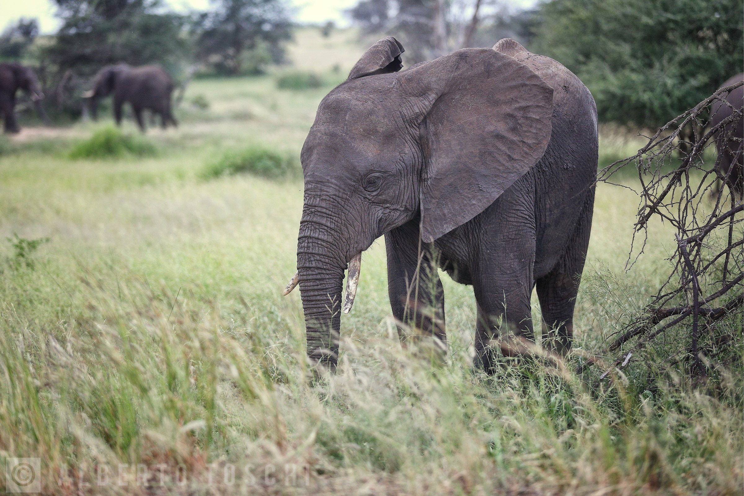Young Elephant