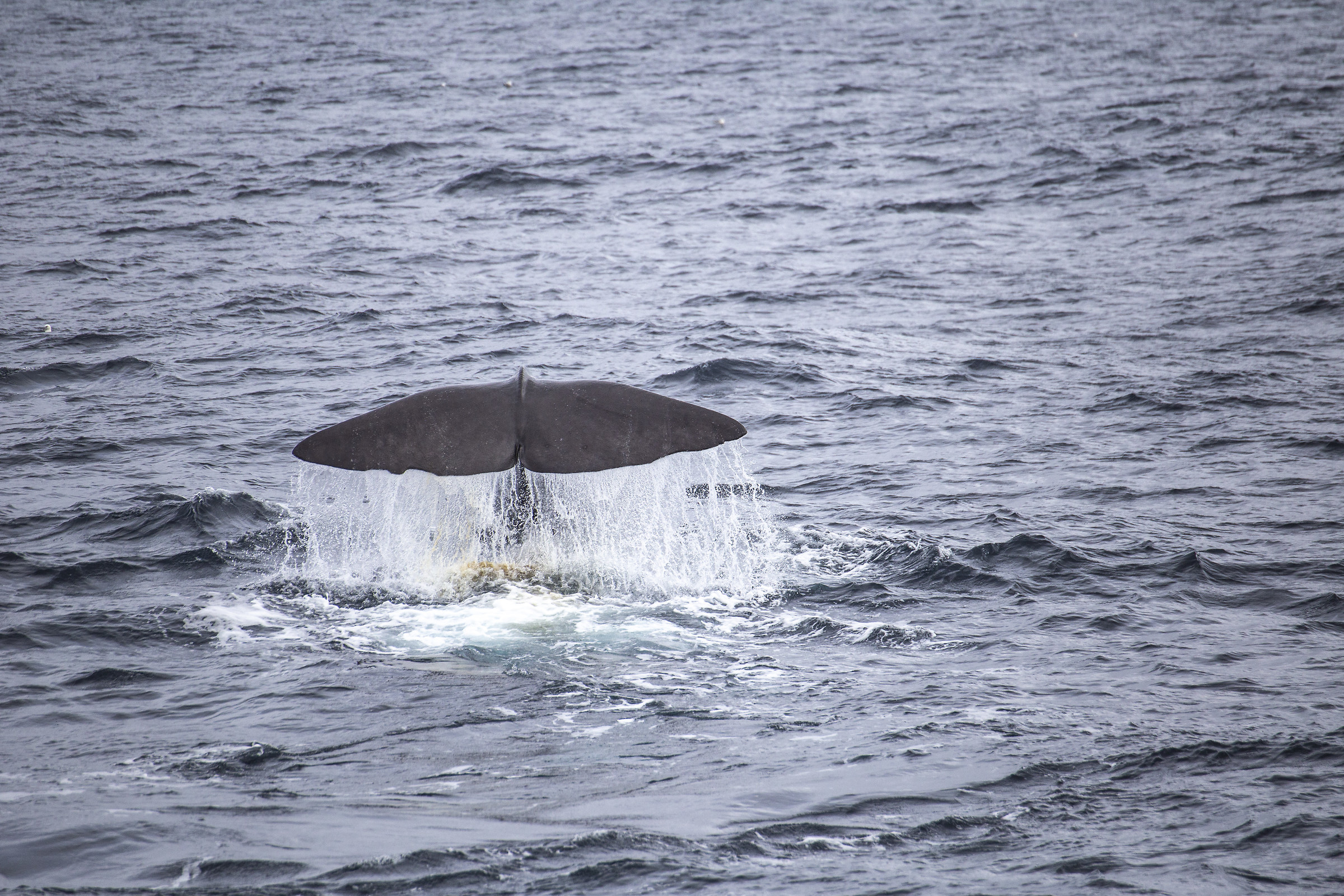 Sperm Whales-andenes-Lofoten Islands