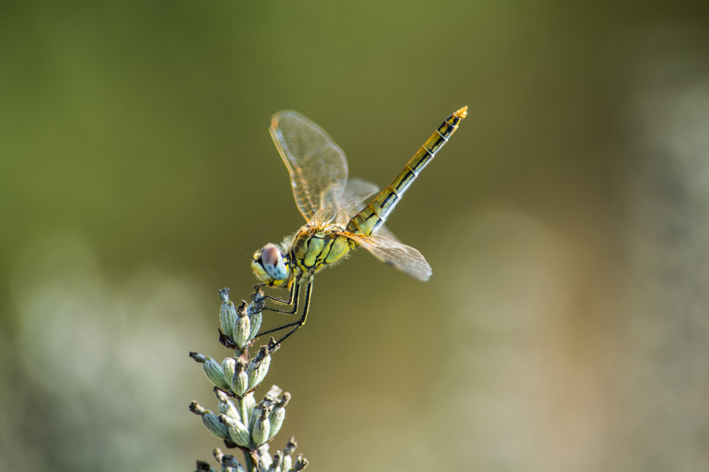 A queen in the gardens