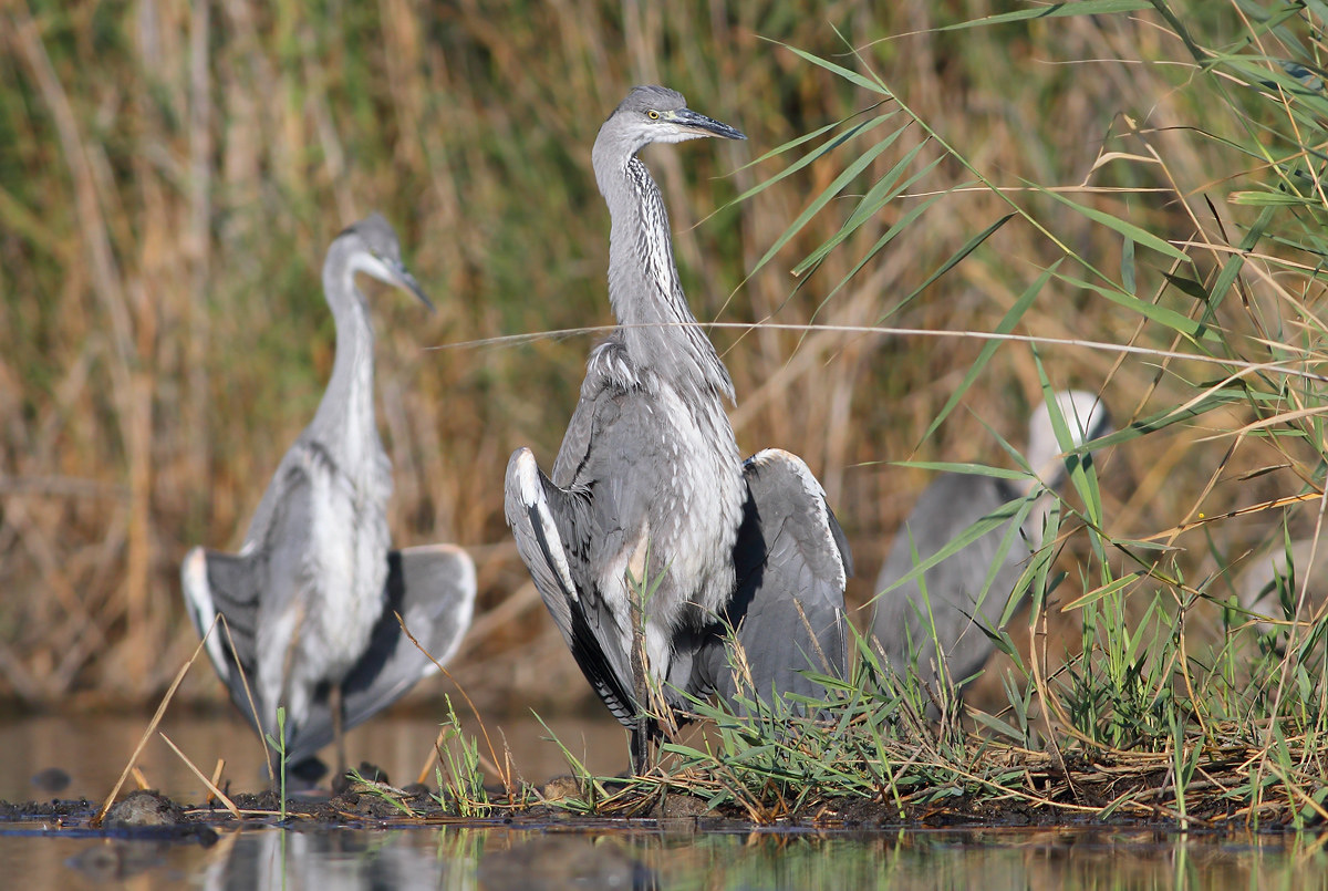Grey Herons