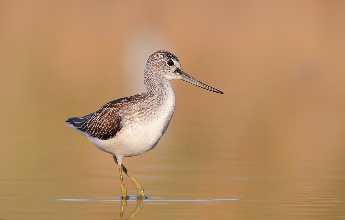 Greenshank
