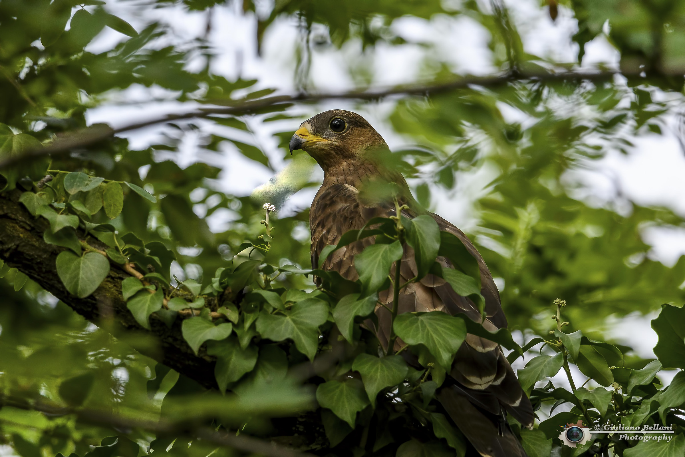 Pullo di Falco Pecchiaiolo