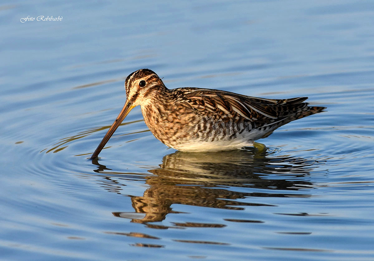 Snipe in soaking...