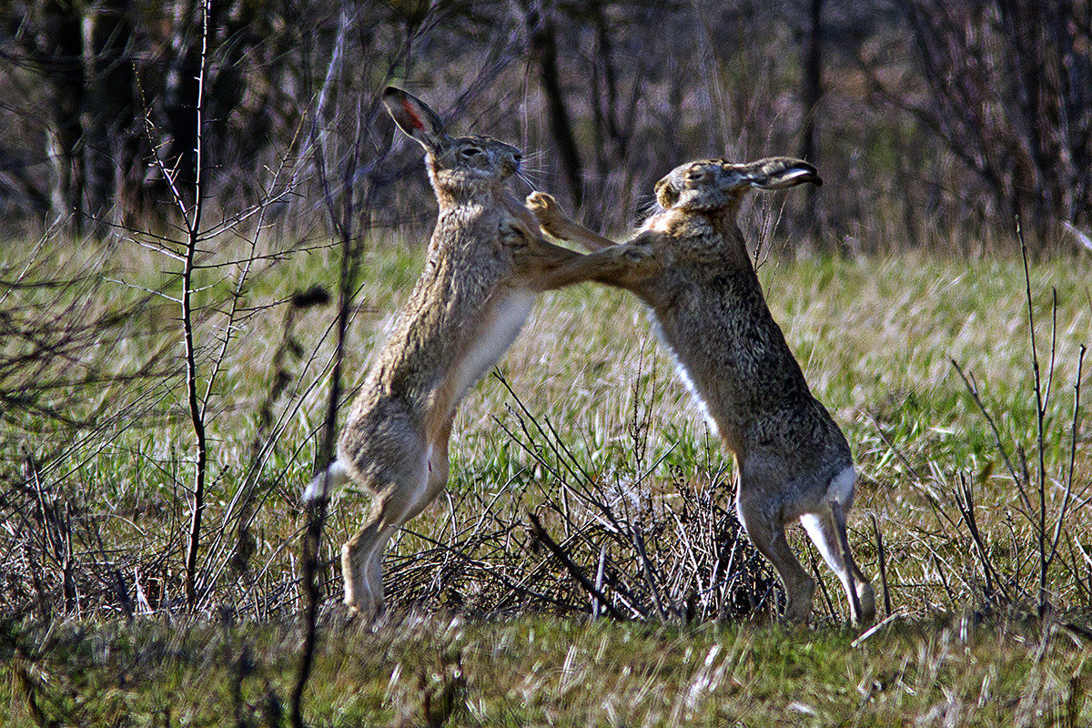 Males struggling for female