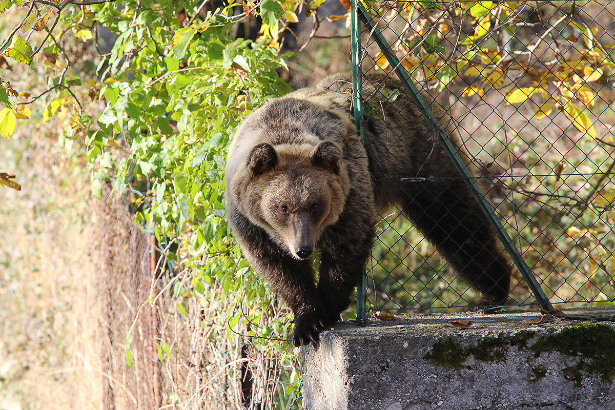 A pear thief had slipped into a garden.