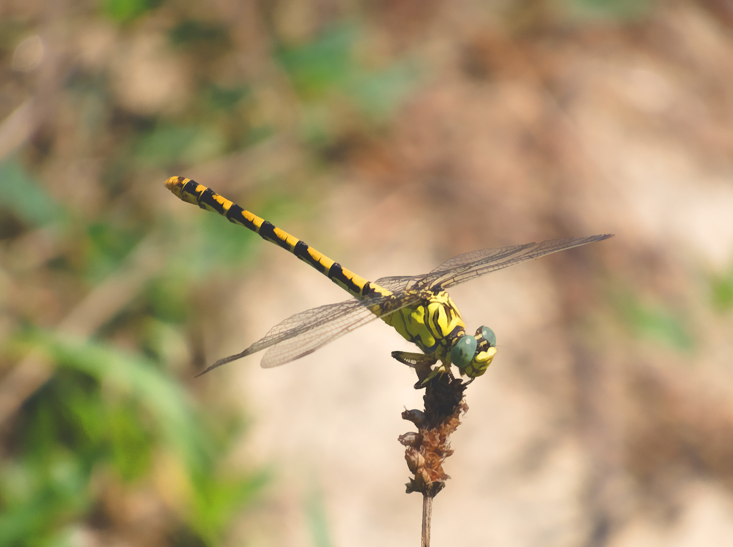 The same dragonfly with Gimp